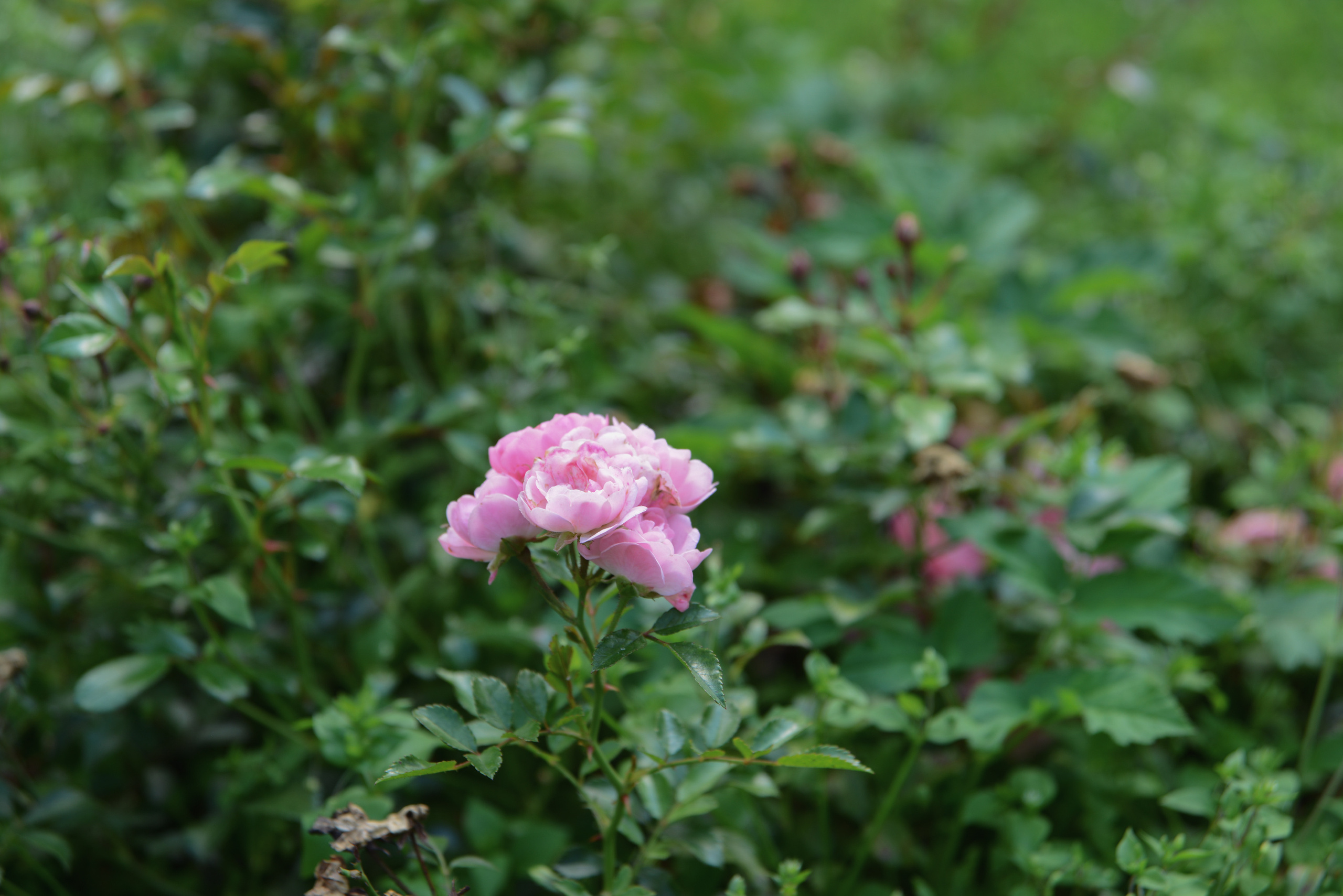 Маленькие розовые розы