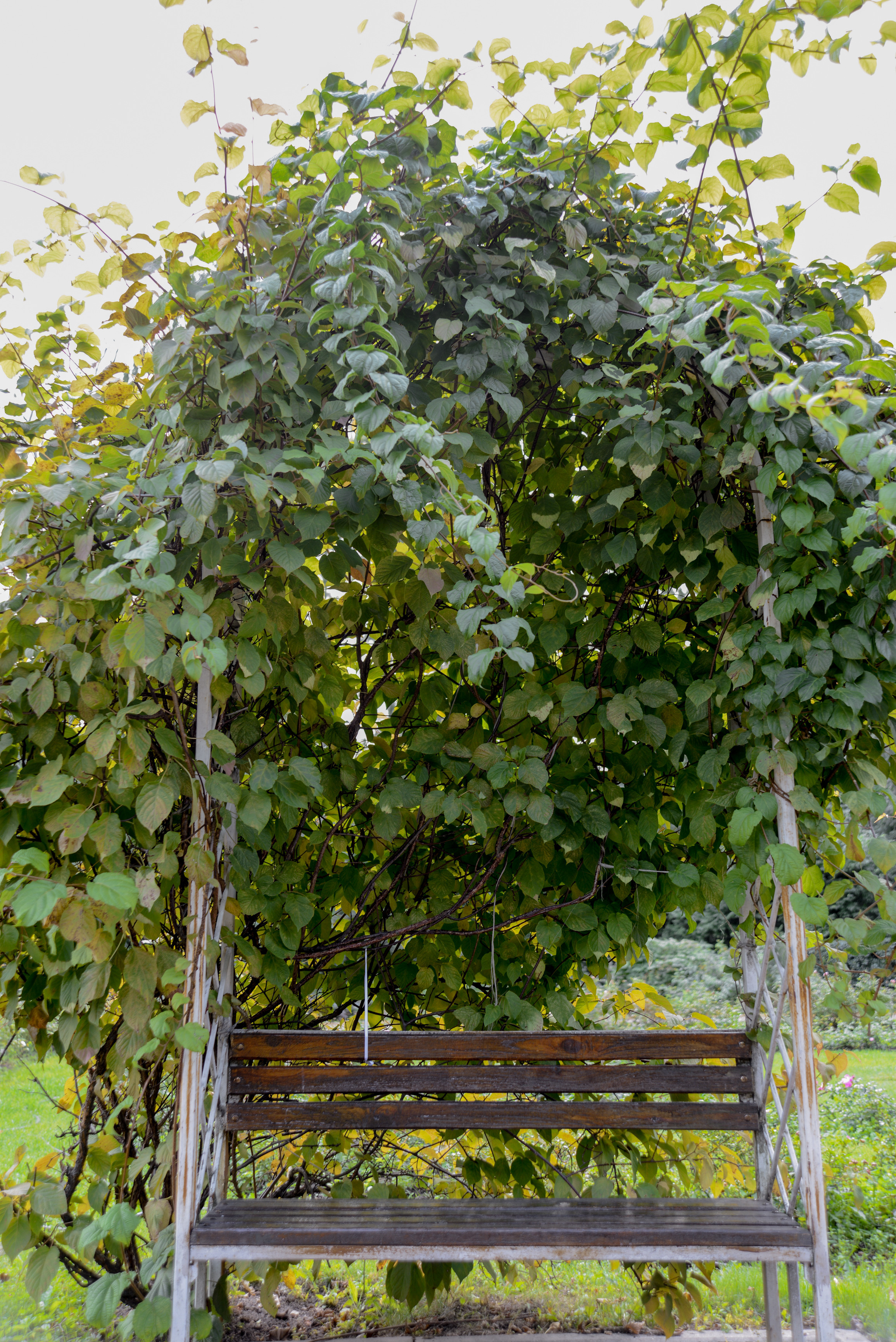 Скамейка в парке