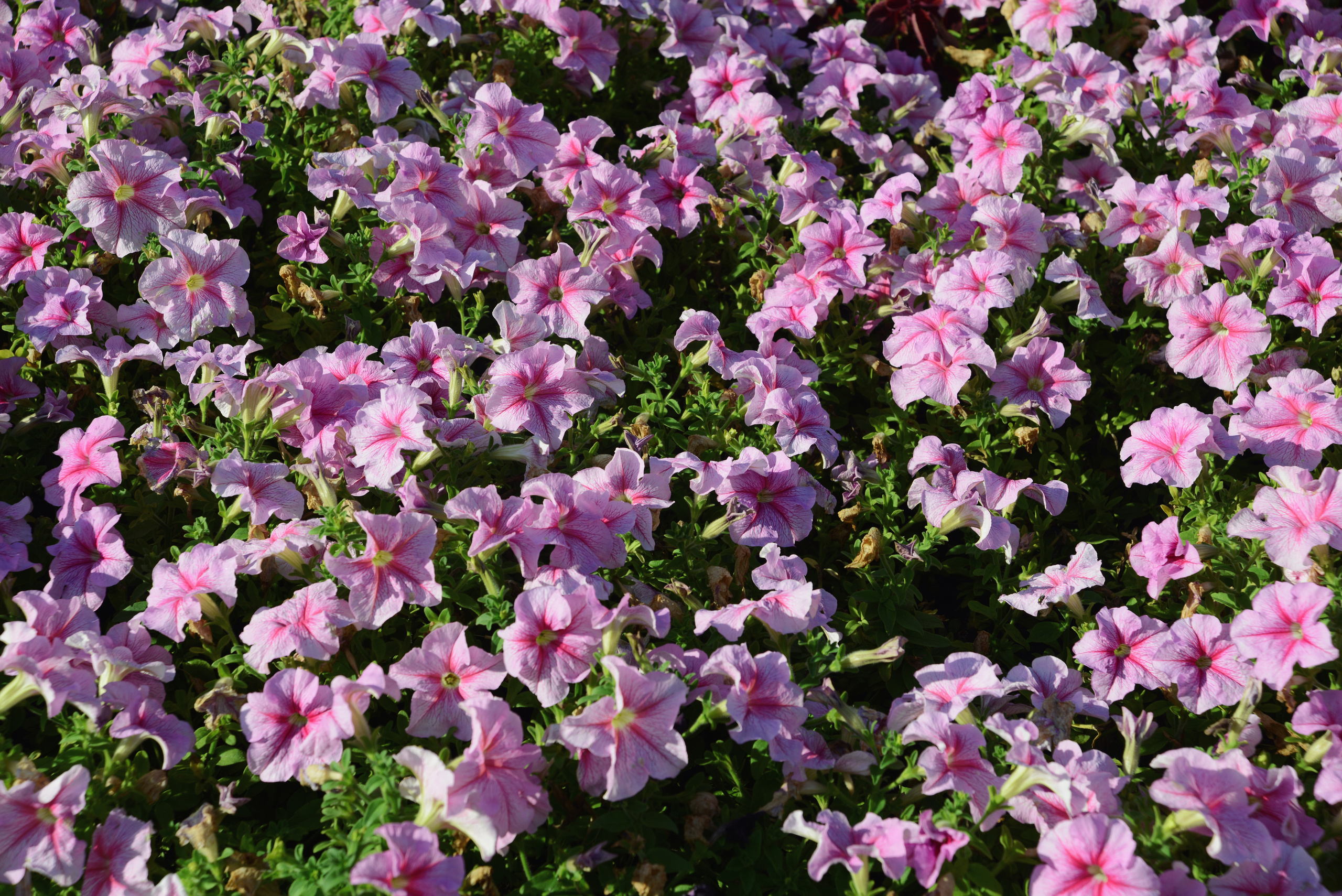 Розовая петуния, цветы на клумбе в парке летом. Фотография, природный фон.