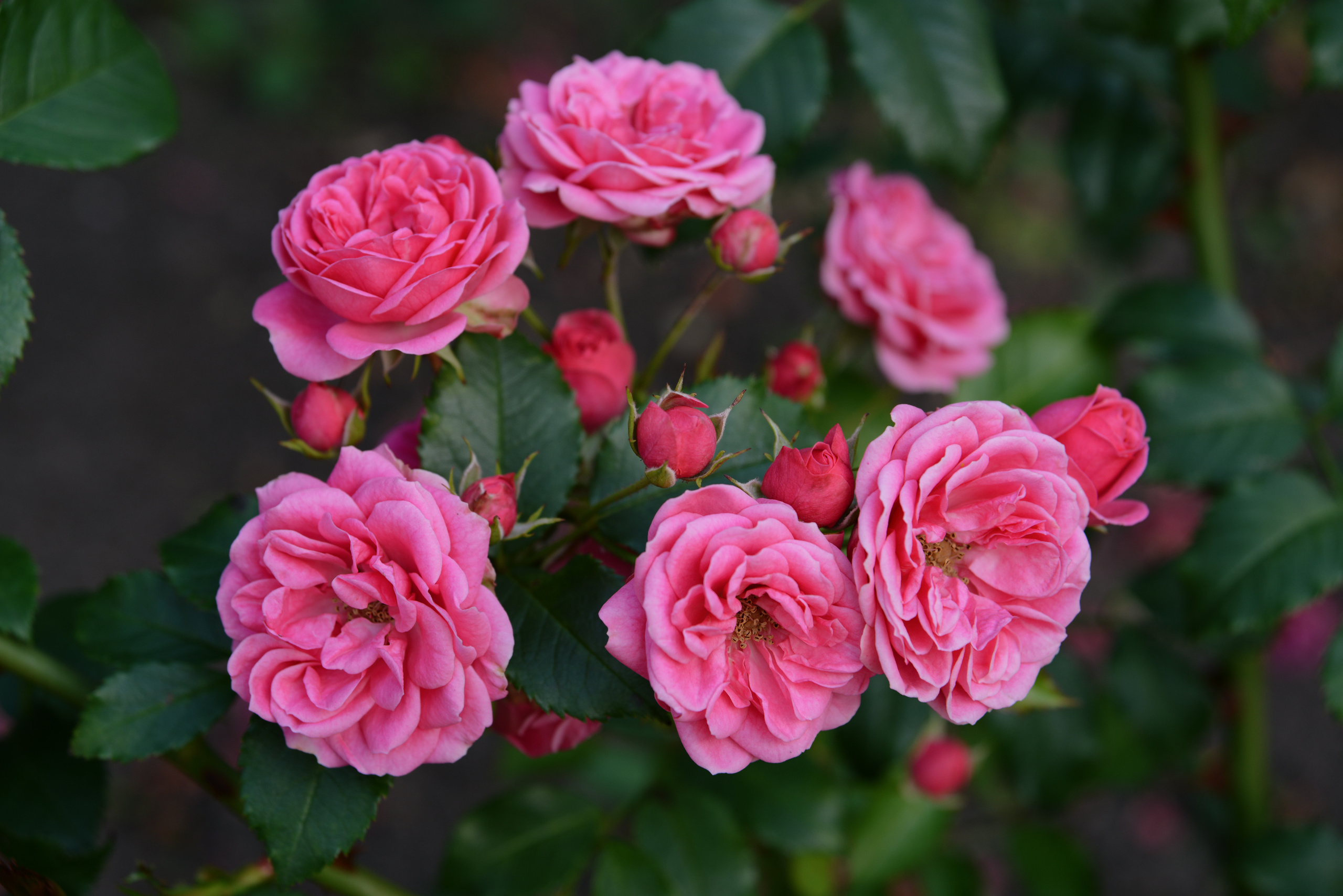 Розовые розы