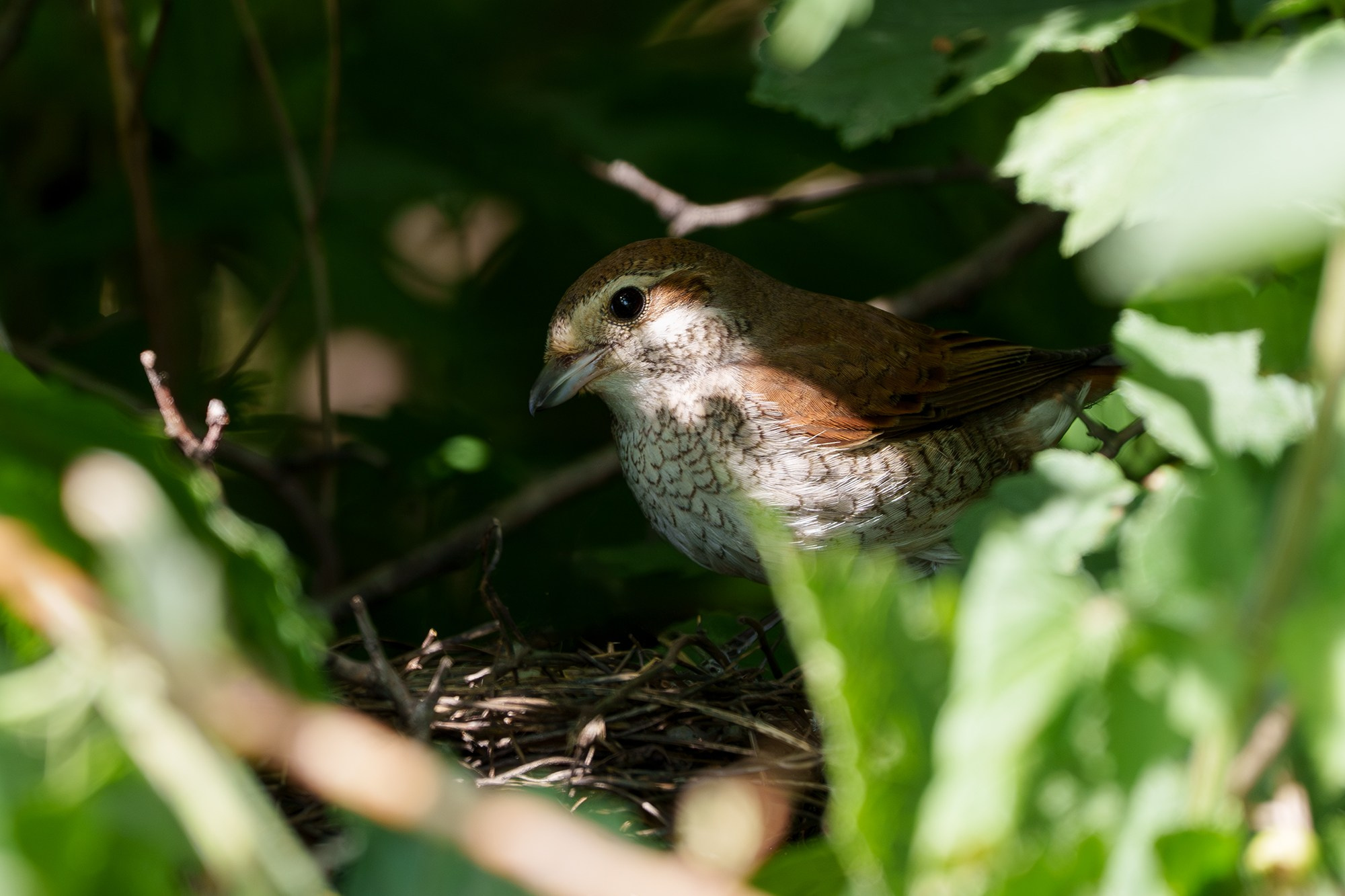 Удивительные мир птиц. Вокруг нас столько прекрасного — присмотритесь!. Ваш личный фотограф Марина Волкова