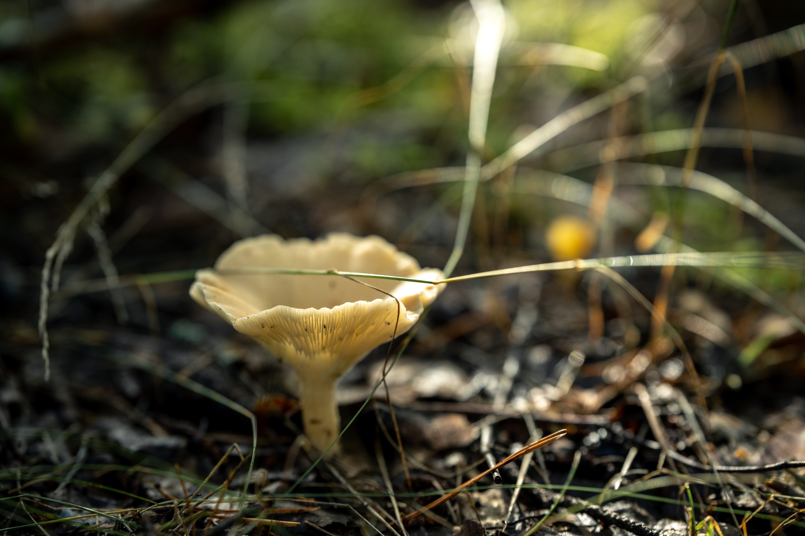 Природные пейзажи. Наталия Клевинскас портретный фотограф в Костроме