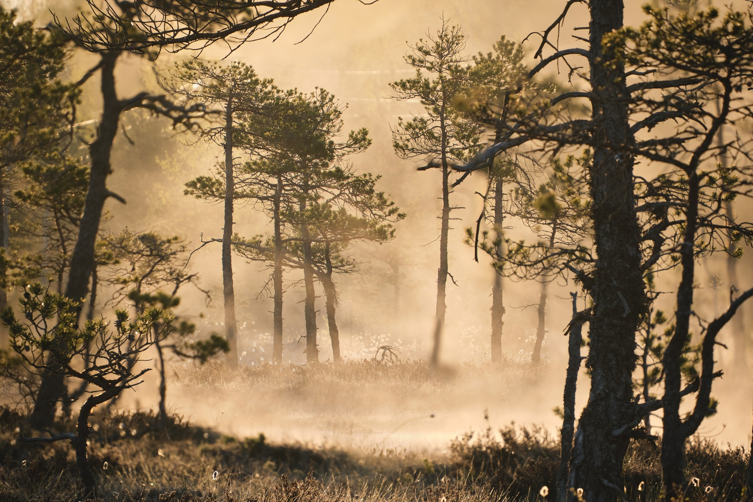 Северные дневники. Алиса Северная. Визуальные исследования. Пейзажная и документальная фотография