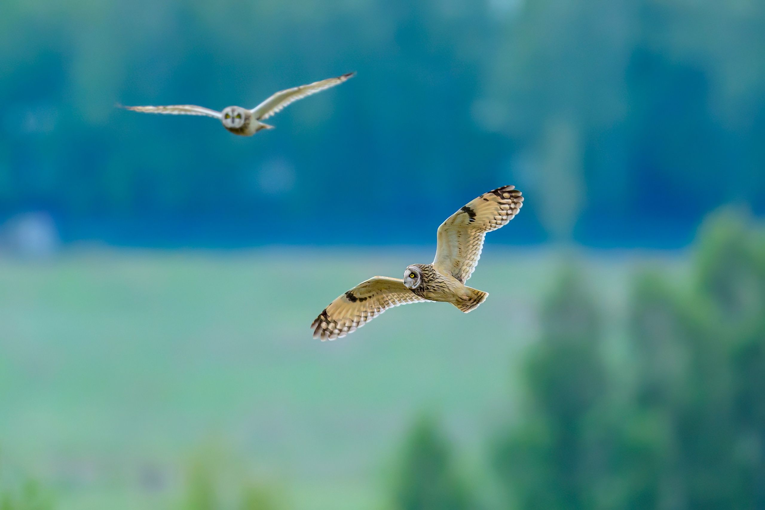 Охота болотных сов. Wildlife photography by Sergey Puponin