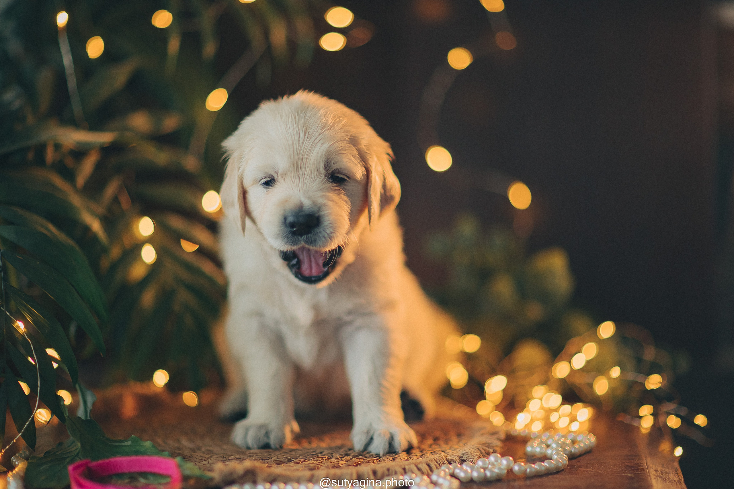 Розовый ошейник. Свадебный и женский фотограф