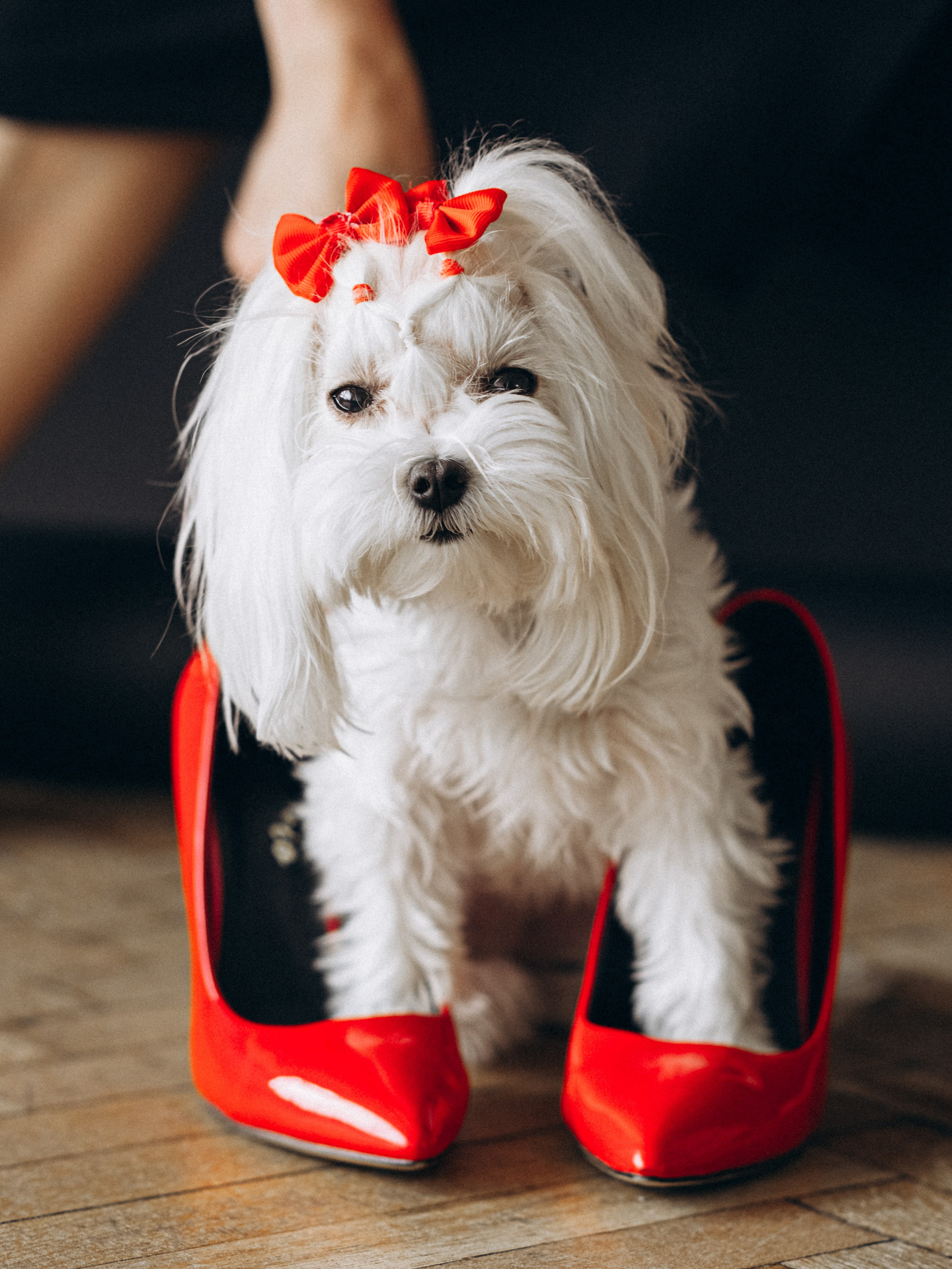 Фотограф-анималист в Москве Кириллова Татьяна