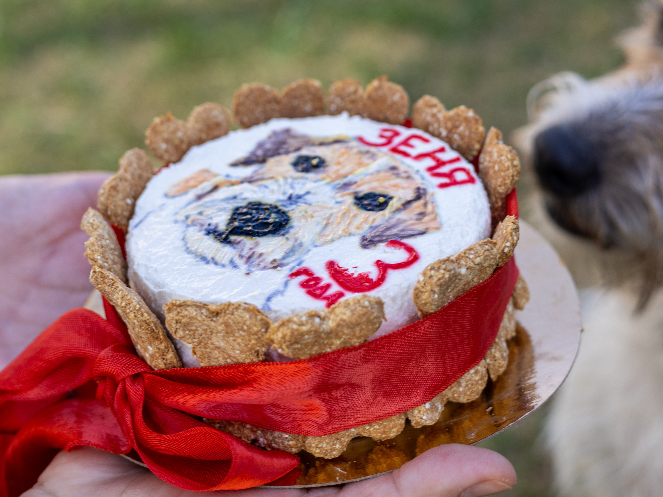 День рождение Зенита. Фотограф-анималист в Москве Кириллова Татьяна