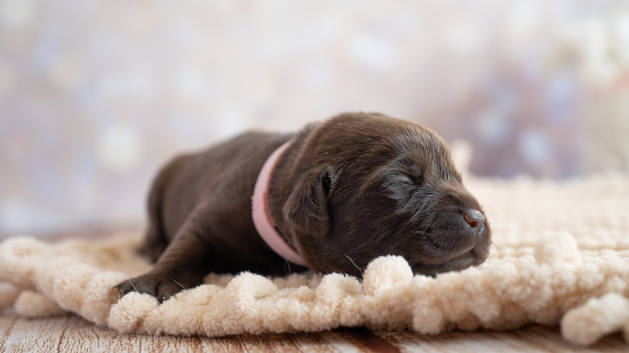 Новорожденные лабрадоры. Фотограф-анималист Асадова