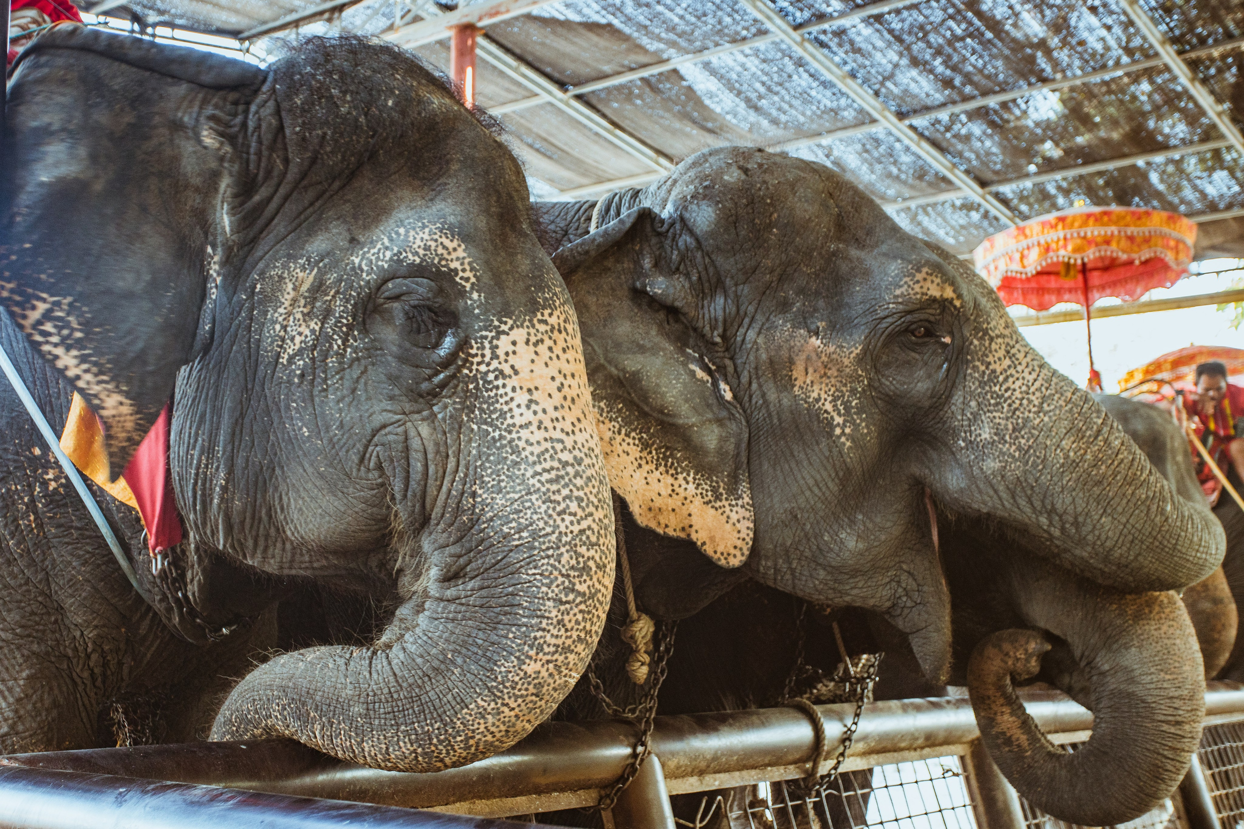 Ayutthaya. Photographer Sonkina Tatiana (Tanya Ash)