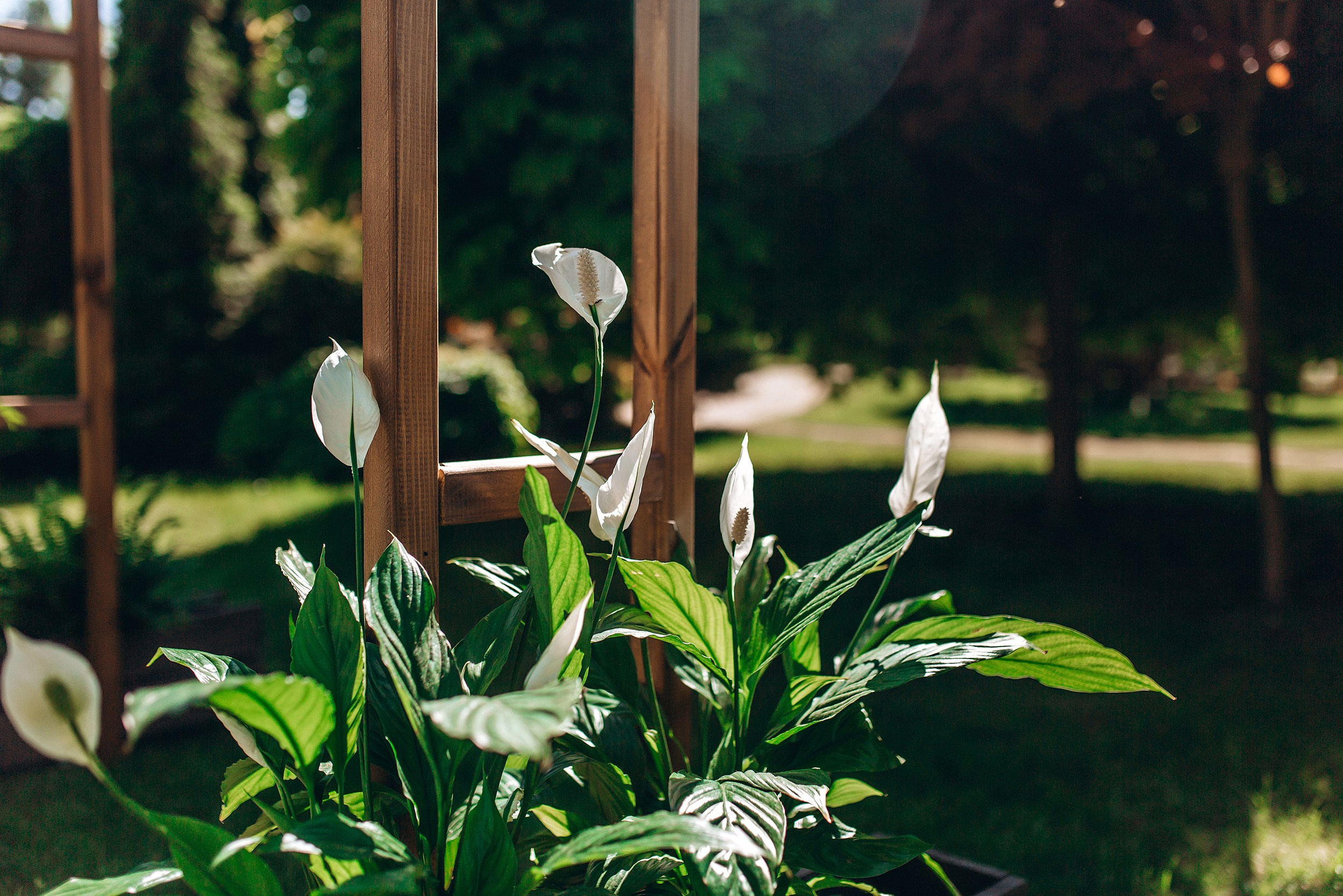 Свадьба в Милаве. Фотограф Марина Пантелеева