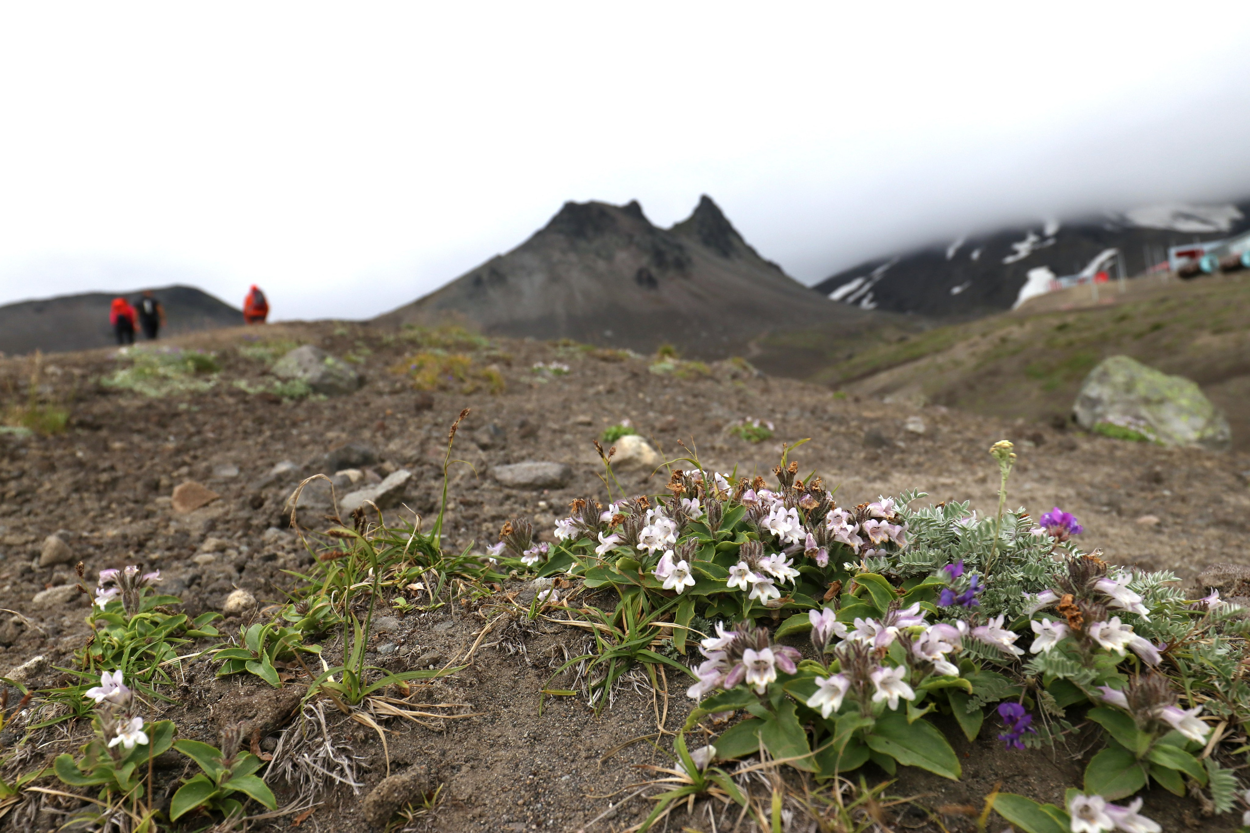 Камчатка и о. Парамушир. Июль 2024. Путешественник-фотограф из Санкт-Петербурга Татьяна Свистулина