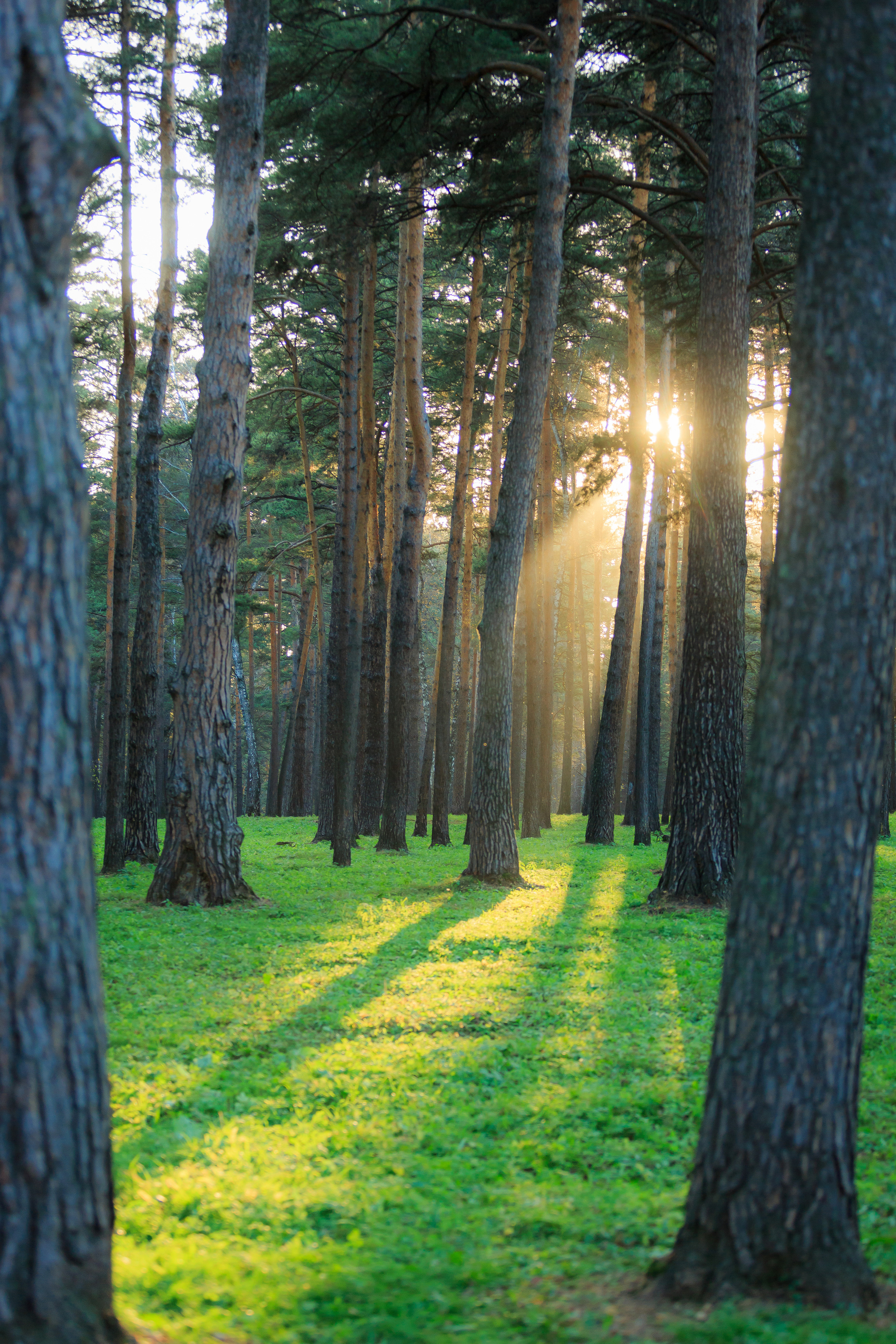 Природа. Семейный и детский фотограф, фотограф новорожденных в Новокузнецке Ири