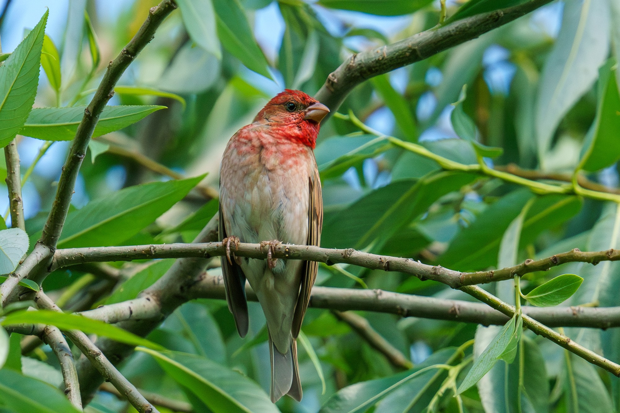 Удивительные мир птиц. Вокруг нас столько прекрасного — присмотритесь!. Ваш личный фотограф Марина Волкова