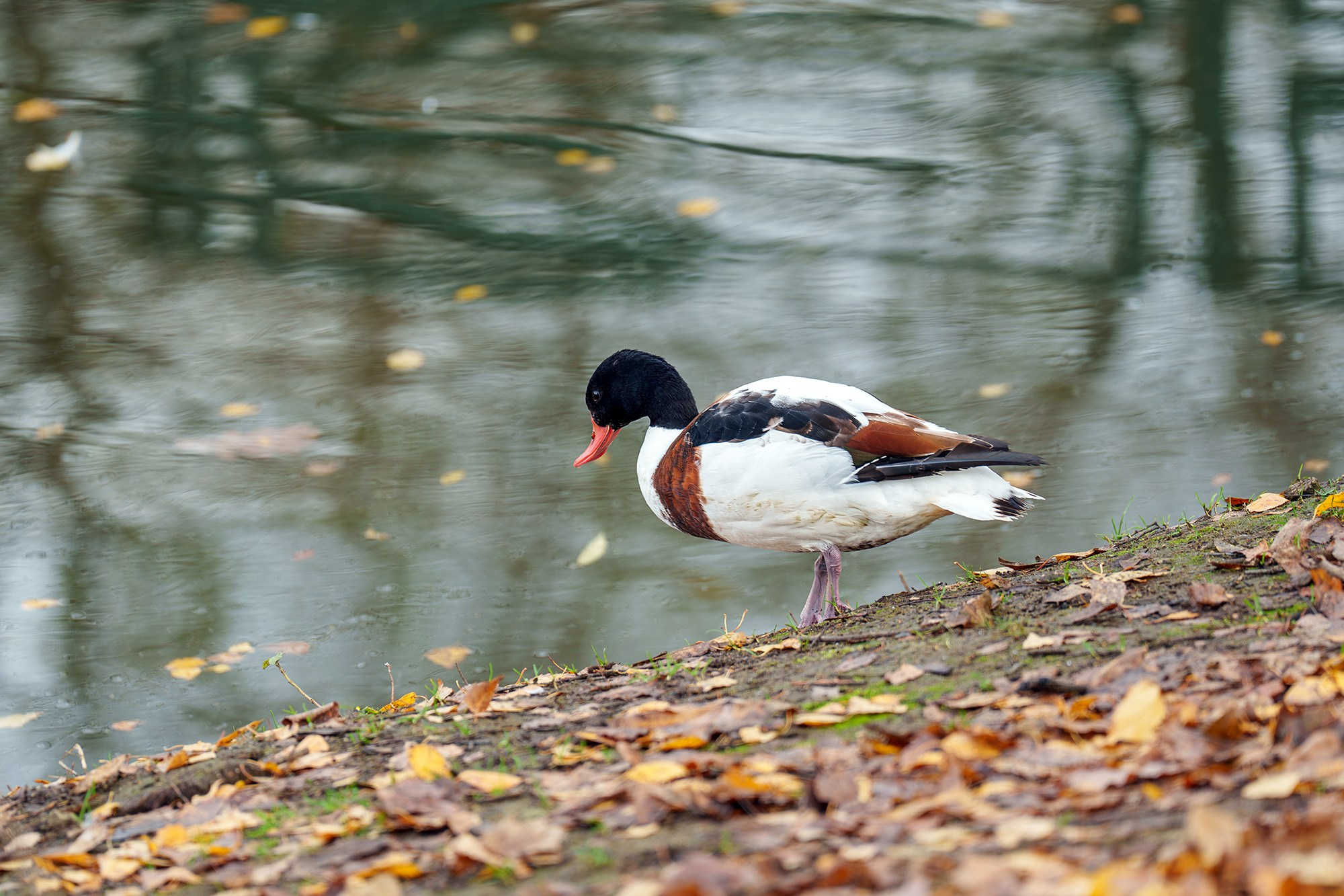Удивительные мир птиц. Вокруг нас столько прекрасного — присмотритесь!. Ваш личный фотограф Марина Волкова
