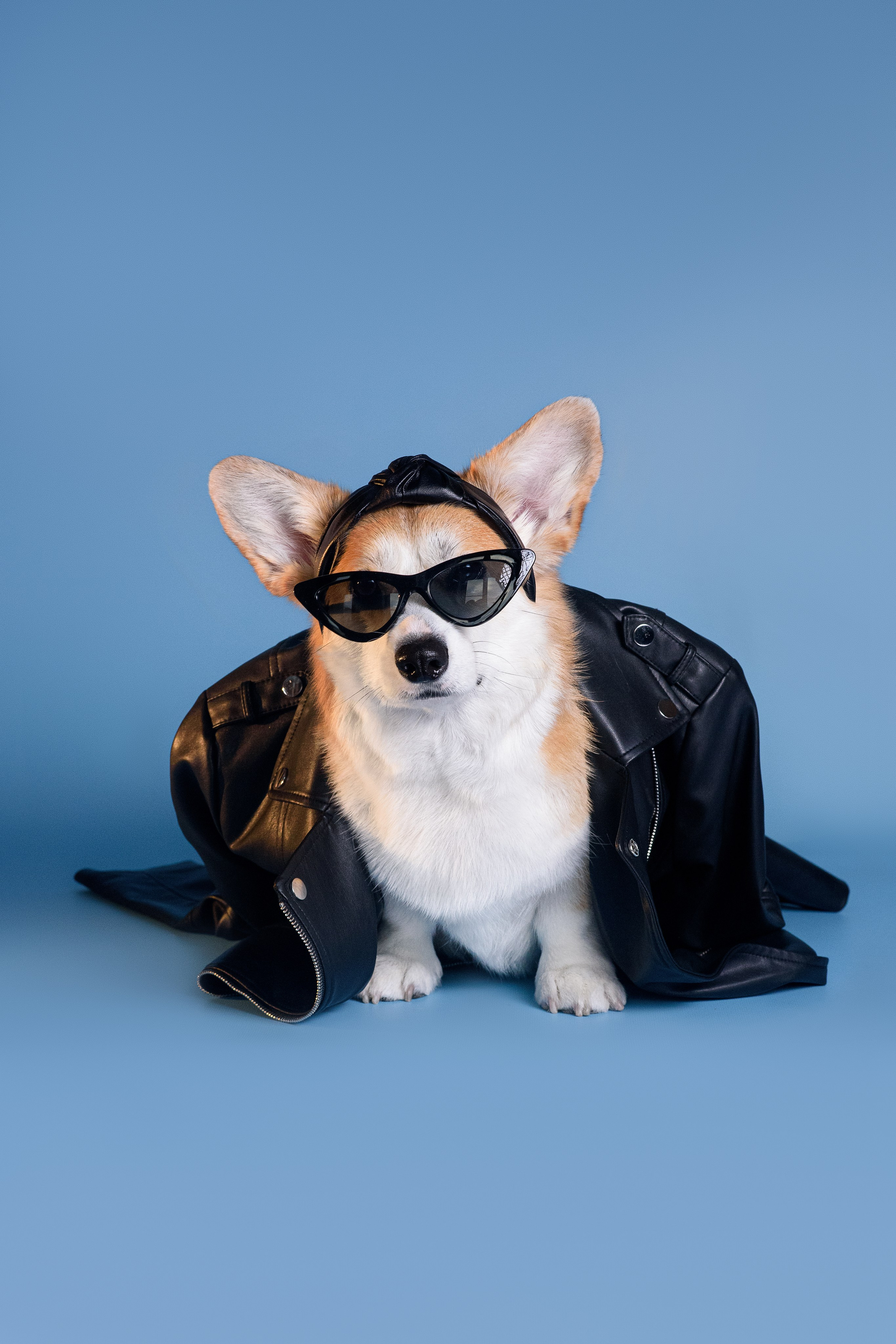 Лея съемка на однотонном фоне — 2024. Фотограф — Анималист | Анна Абрамова