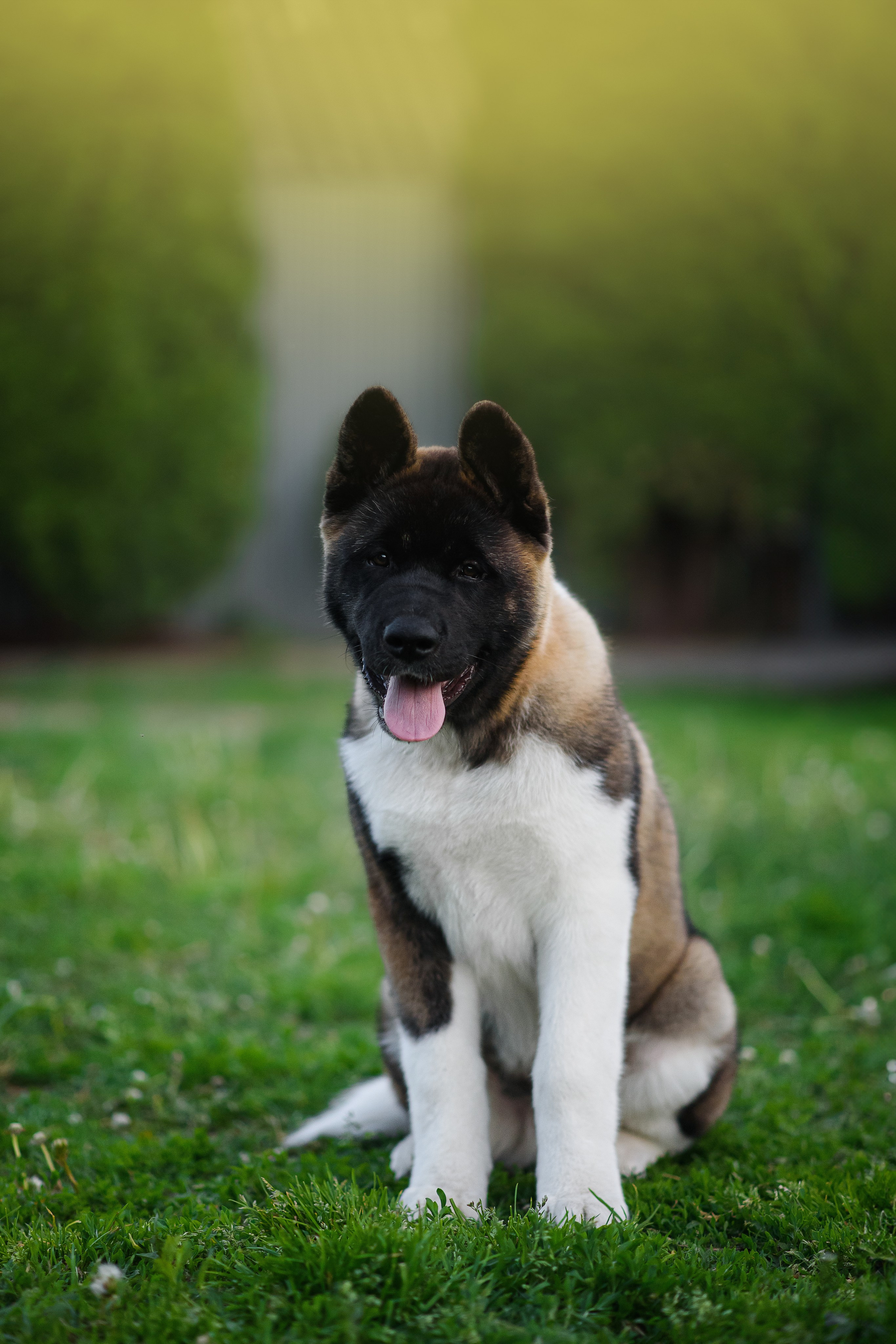 Байкер — 30.05.2024. Фотограф — Анималист | Анна Абрамова