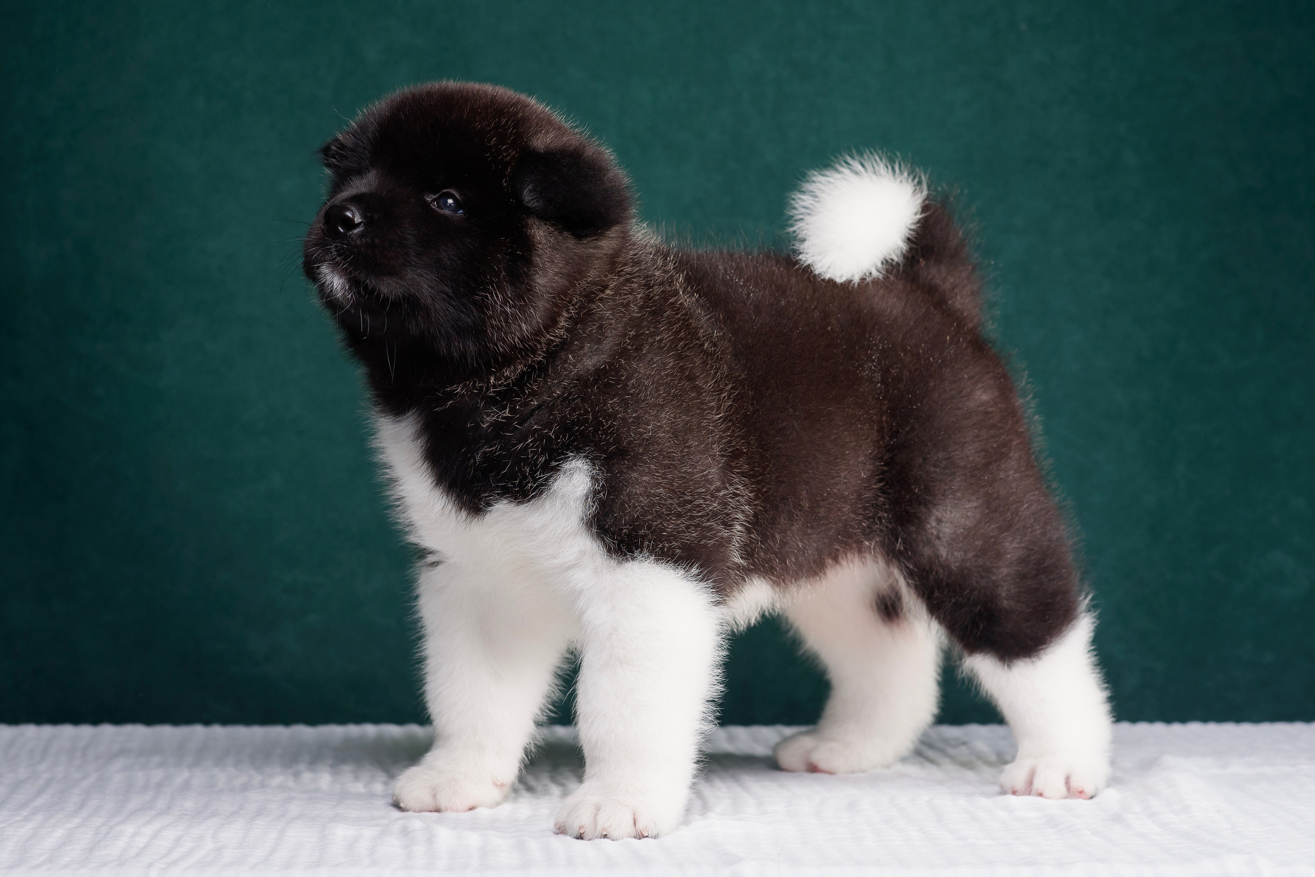 Щенки Американской Акиты. Фотограф — Анималист | Анна Абрамова