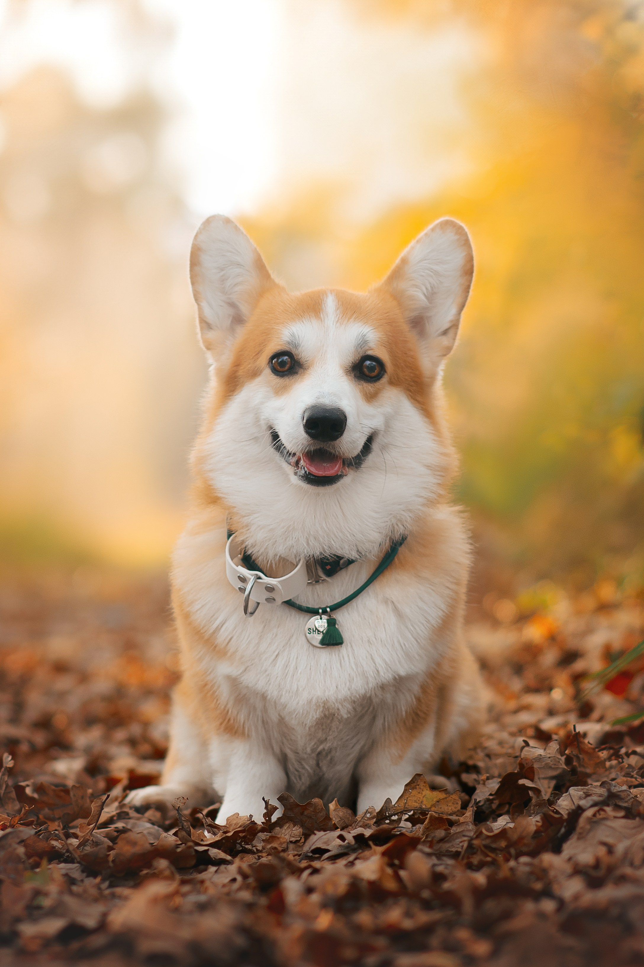 Максим, Надя, Рой и Шелби — 13.10.2024. Фотограф — Анималист | Анна Абрамова