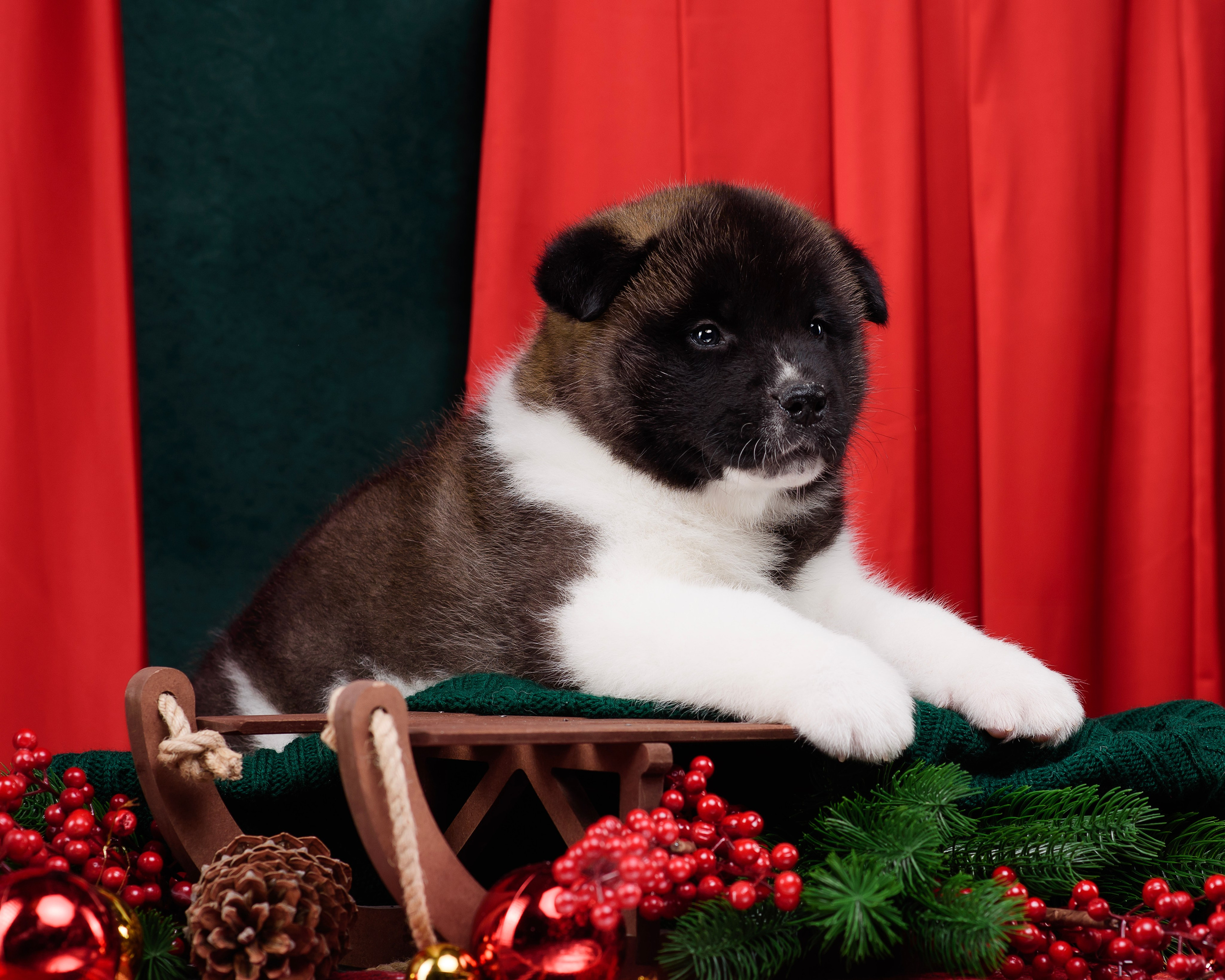 Щенки Американской Акиты. Фотограф — Анималист | Анна Абрамова