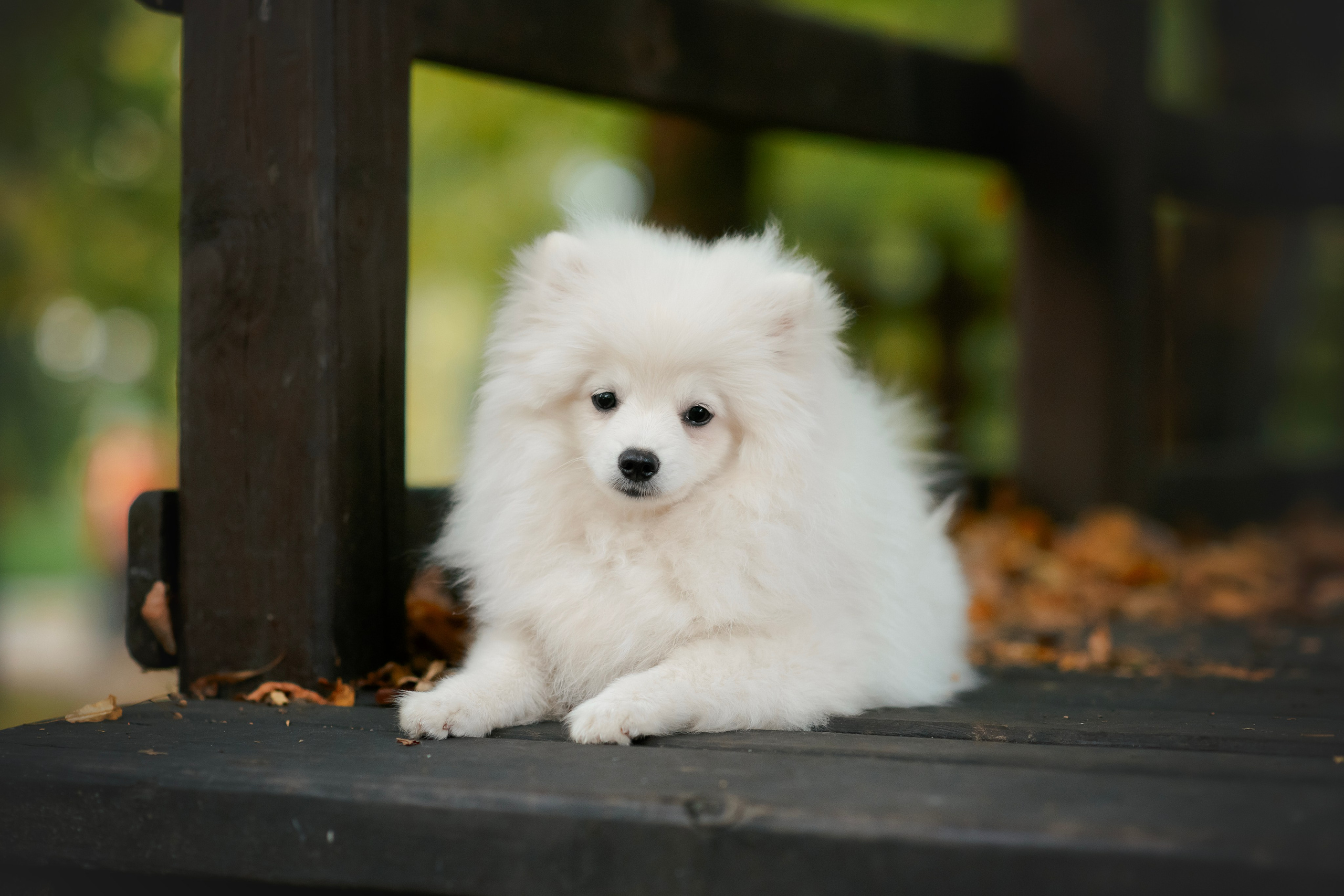 Малый немецкий шпиц — 18.09.2025. Фотограф — Анималист | Анна Абрамова