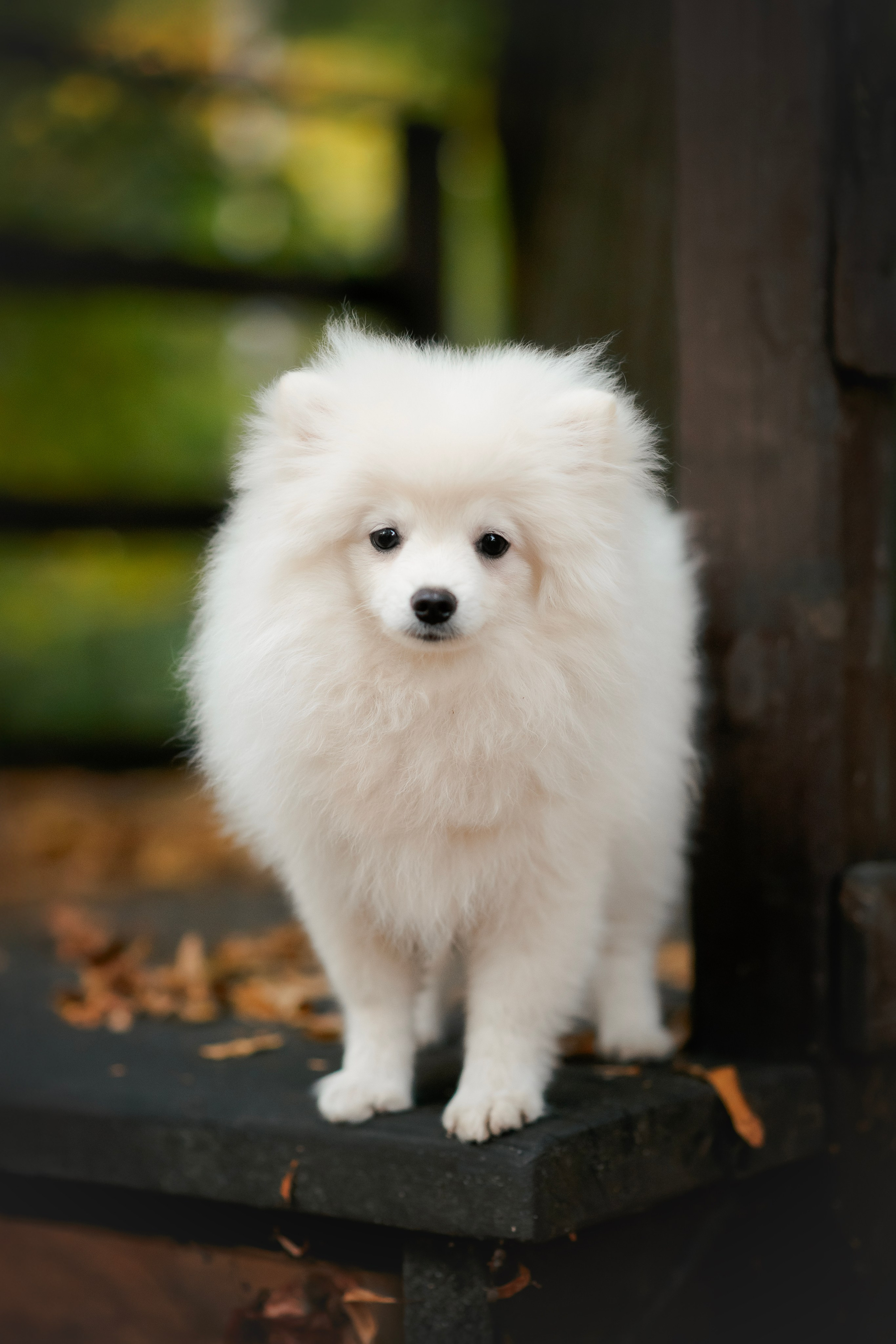 Малый немецкий шпиц — 18.09.2025. Фотограф — Анималист | Анна Абрамова