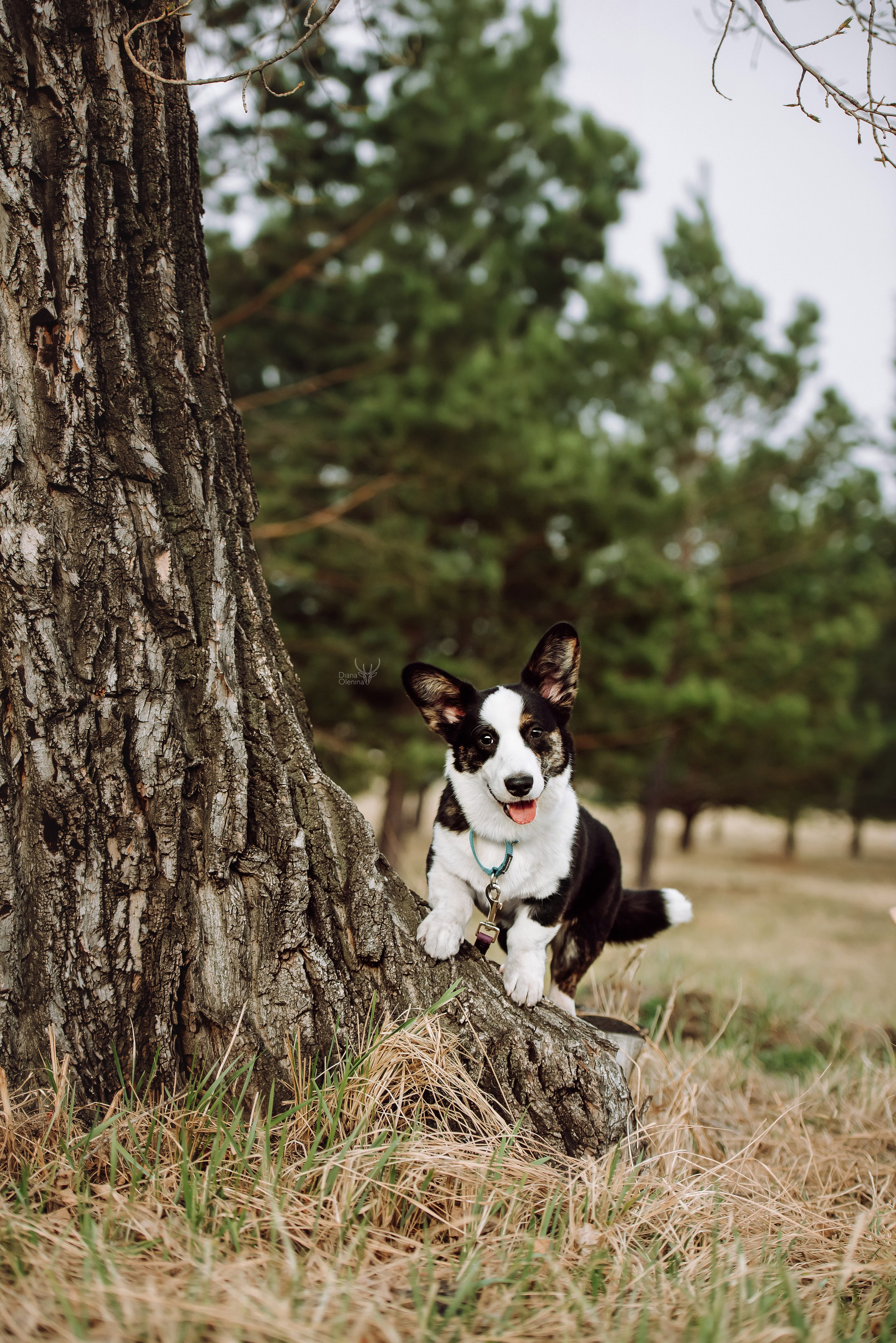 Собаки уличные. Фотограф Диана Оленина Красноярск / Братск