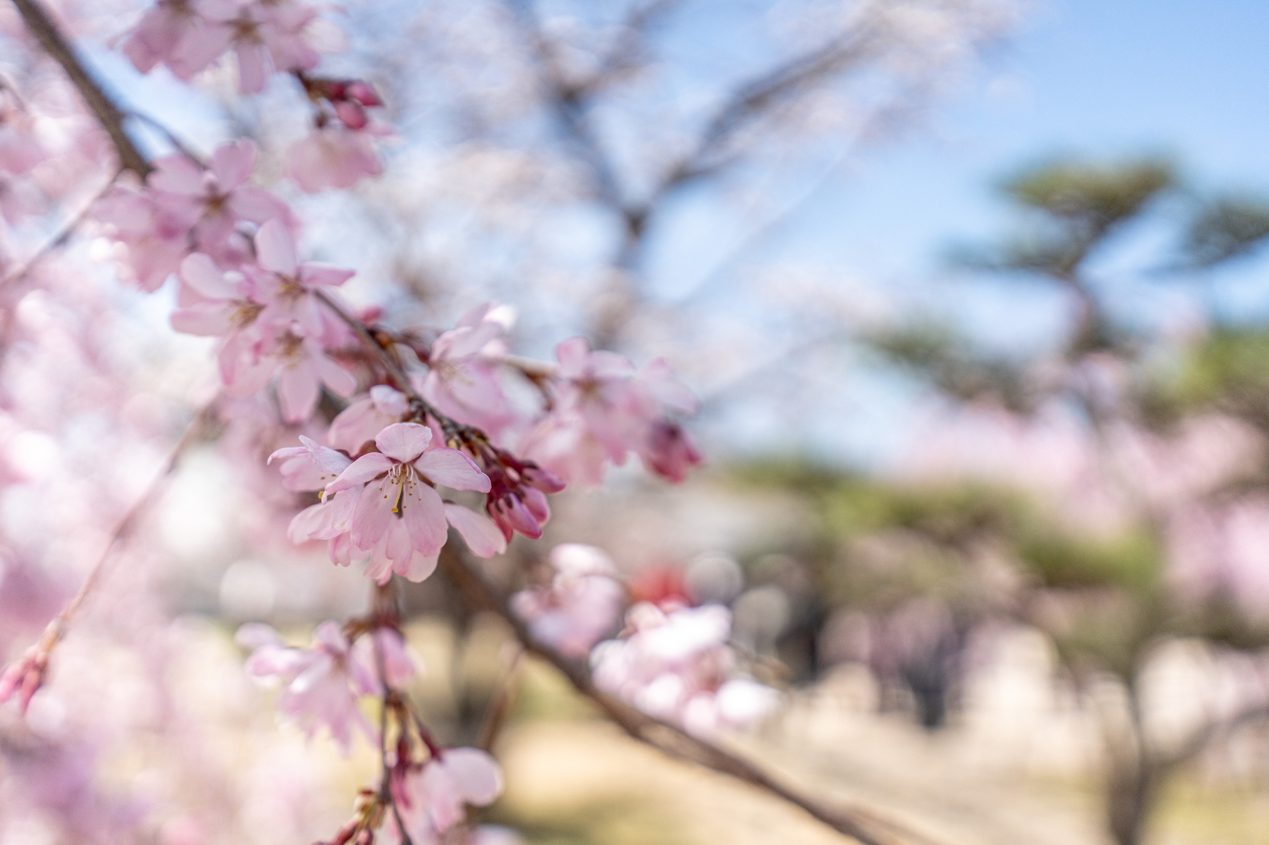 Япония, сакура. Творческие сьемки