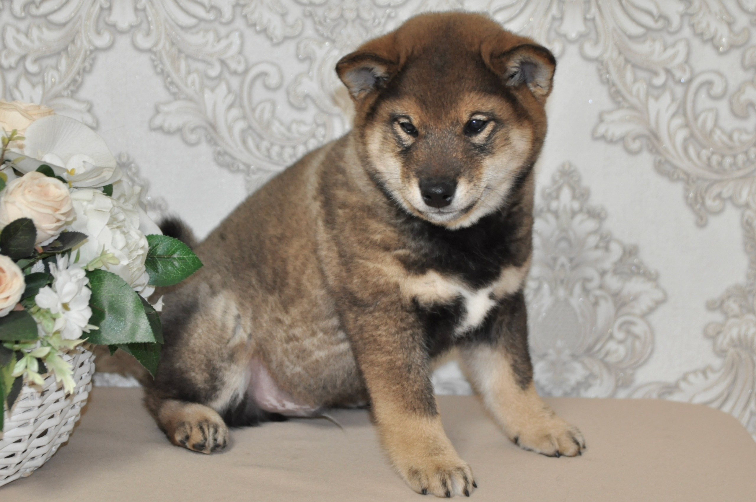 Шаман (сезам) * Шу_ Шаолинь Цукан. AMERICAN AKITA RUBYLIGHT KENNEL I SHIBA-INU