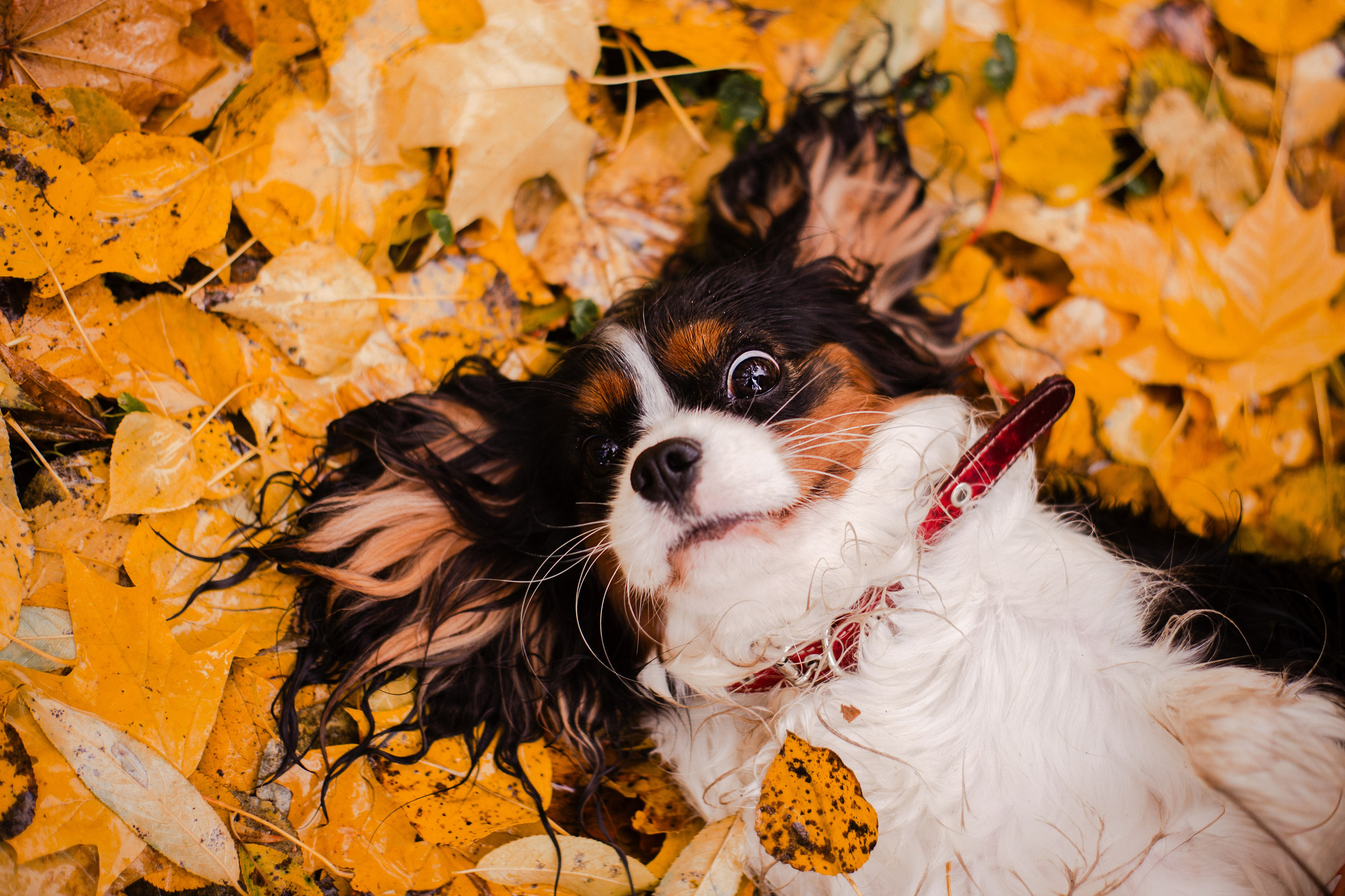 Жанна и кавалеры. Фотограф-анималист Мария Баркевич | Москва