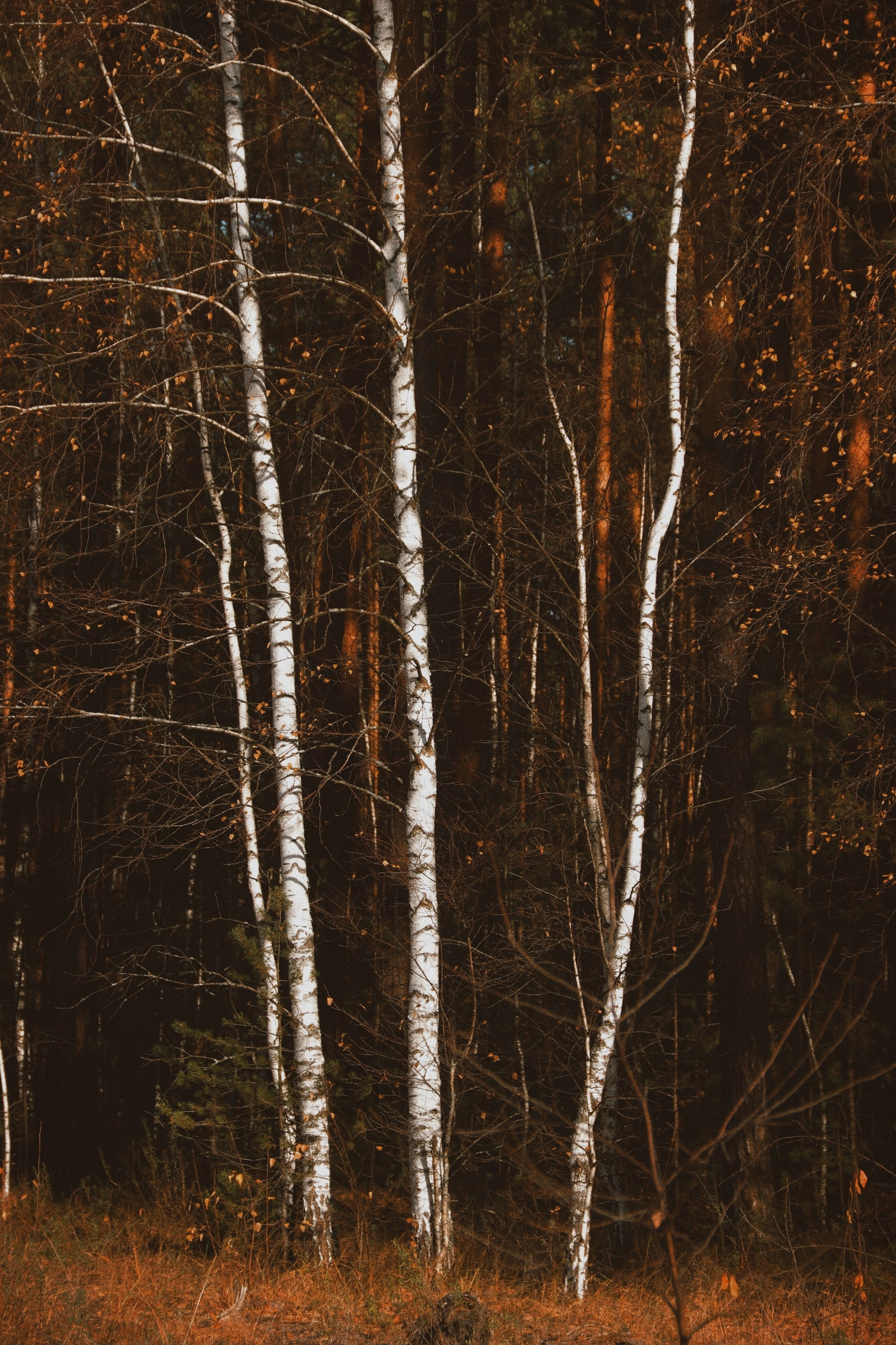 По тропе Паустовского. С любовью, фотохудожник