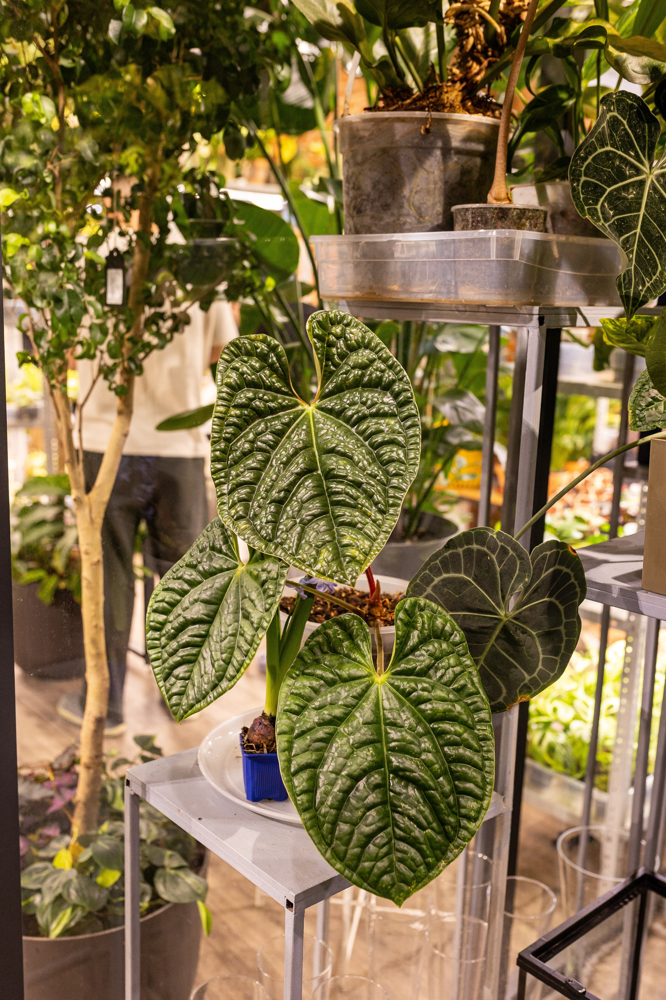 Green_Rare Ярмарка февраль 2025. Александра Куликова фотограф, Москва