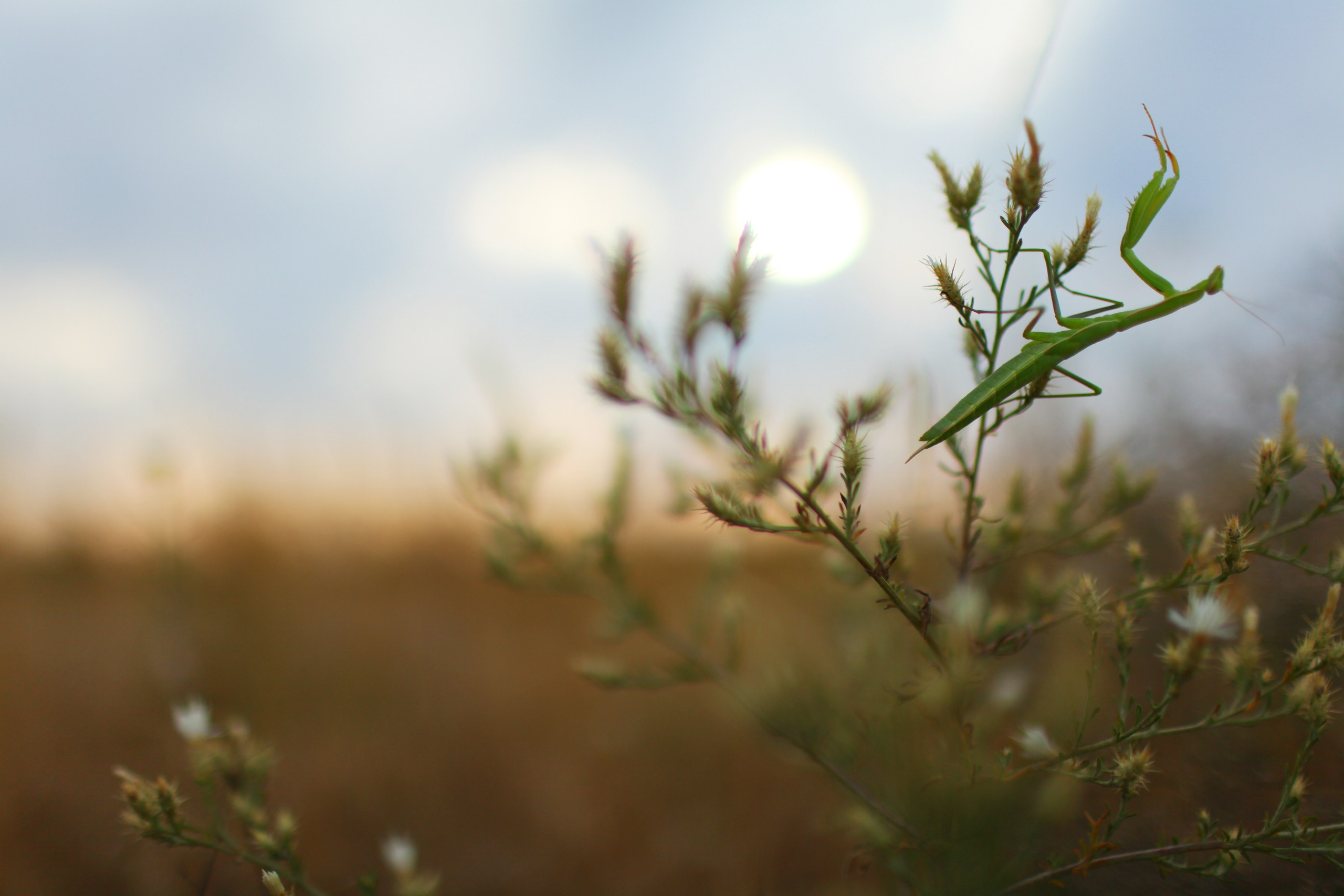 Крым. Свадебный и репортажный фотограф в Ярославле и Санкт-Петербурге Роман Микрюков