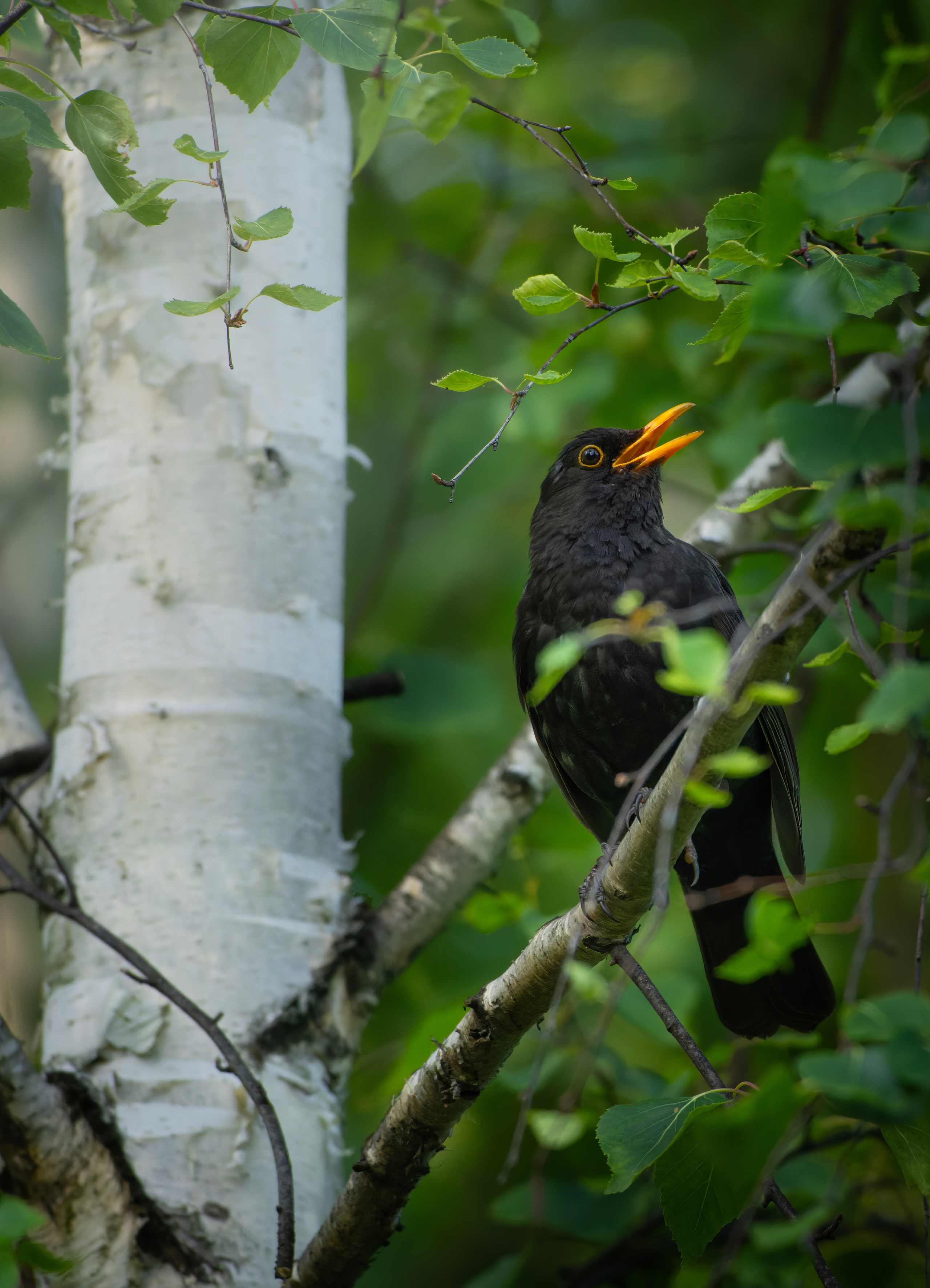 Птицы и животные. Oles Paritskiy