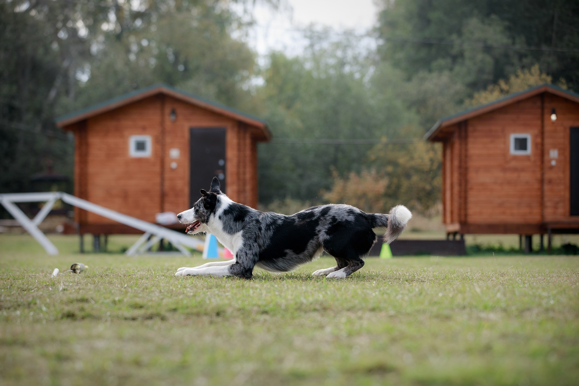 Лагерь по ОБД с Инной Баженовой. Фотограф-анималист Mary Mart — Москва, Питер