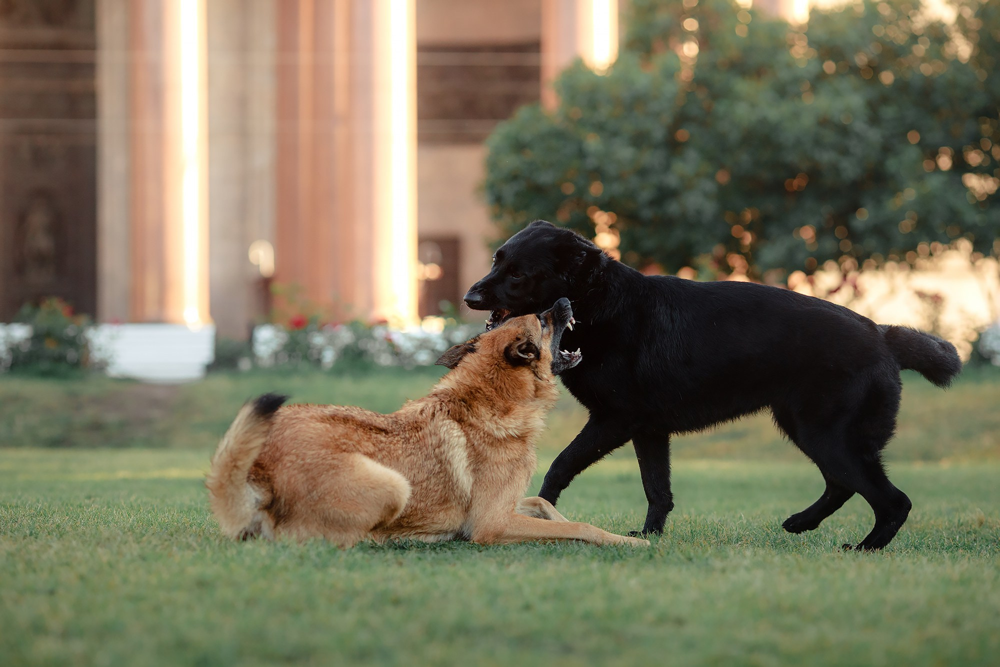 Алена, Кай и Мара. Фотограф-анималист Mary Mart — Москва, Питер