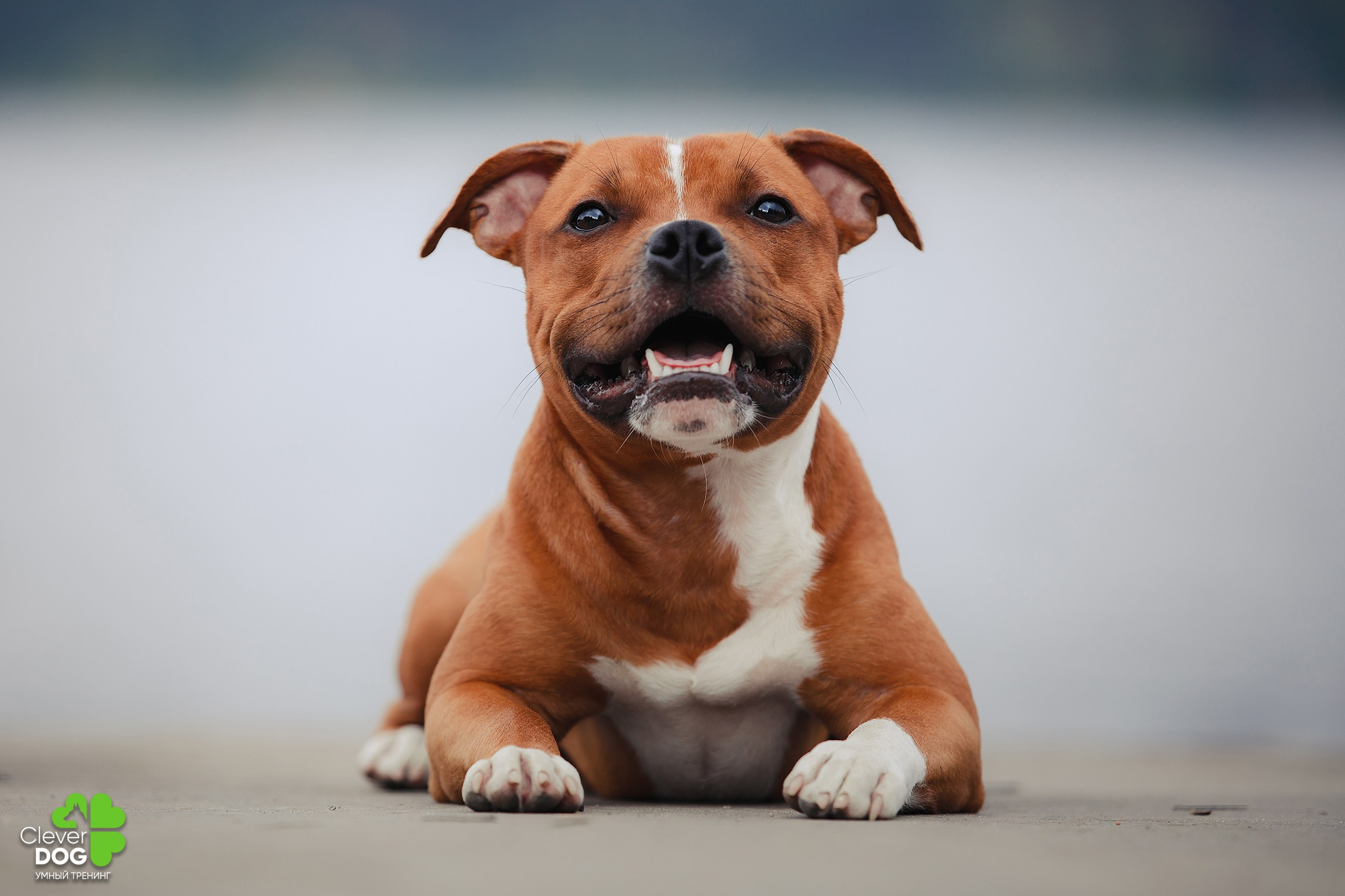 Кинологический лагерь CleverDog, 2024. Фотограф-анималист Mary Mart — Москва, Питер