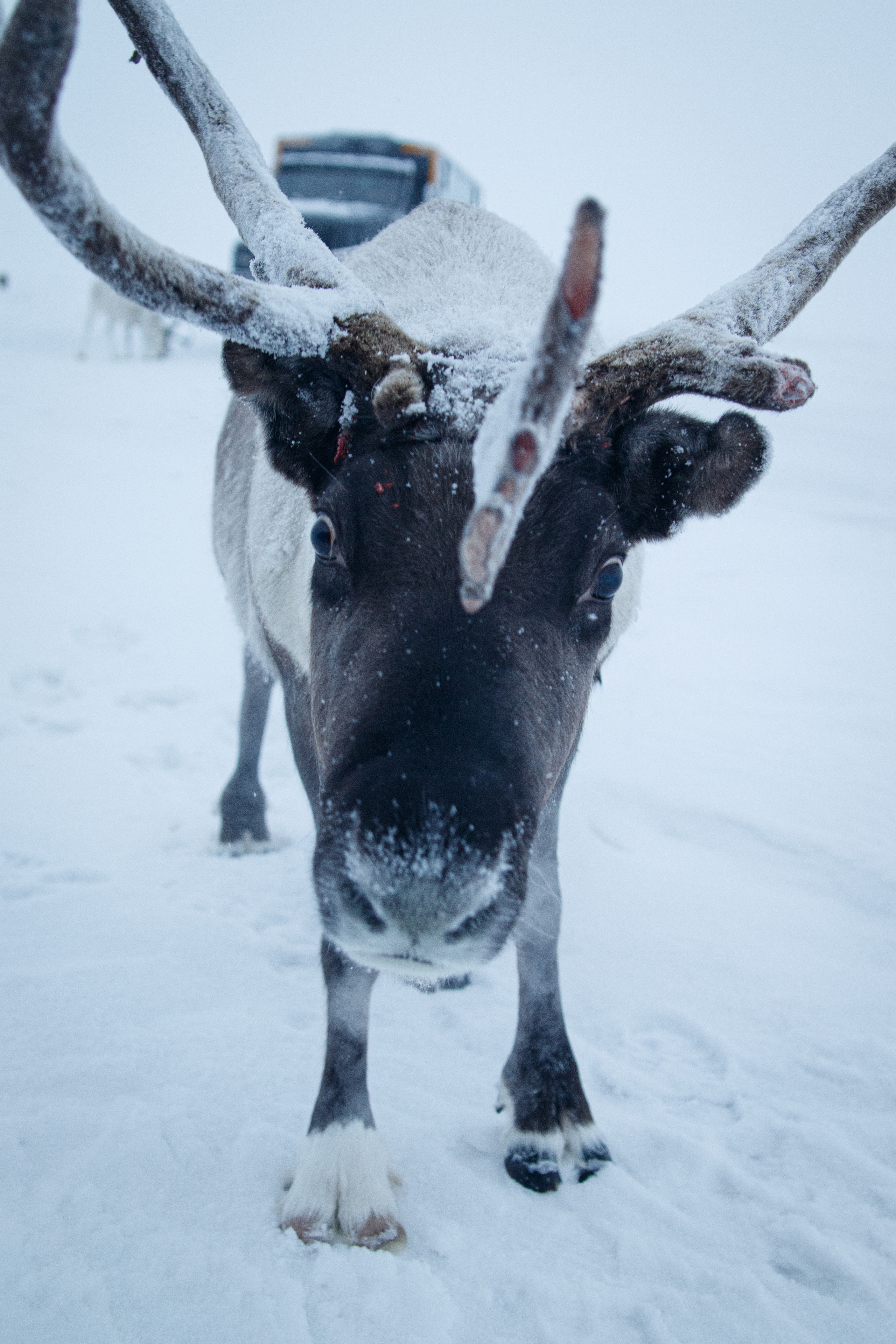 Природа. Репортажный фотограф в Самаре