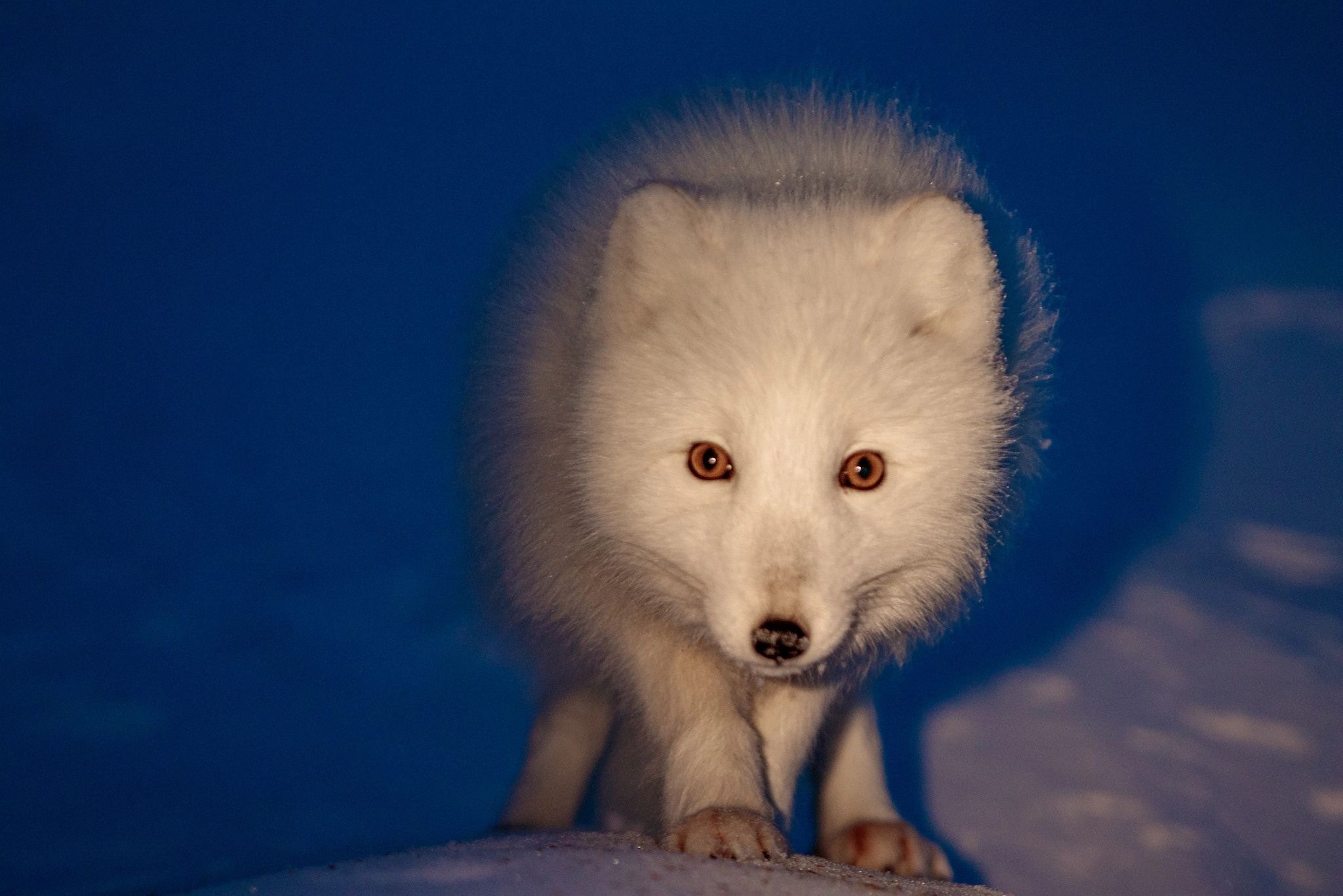 Природа. Репортажный фотограф в Самаре
