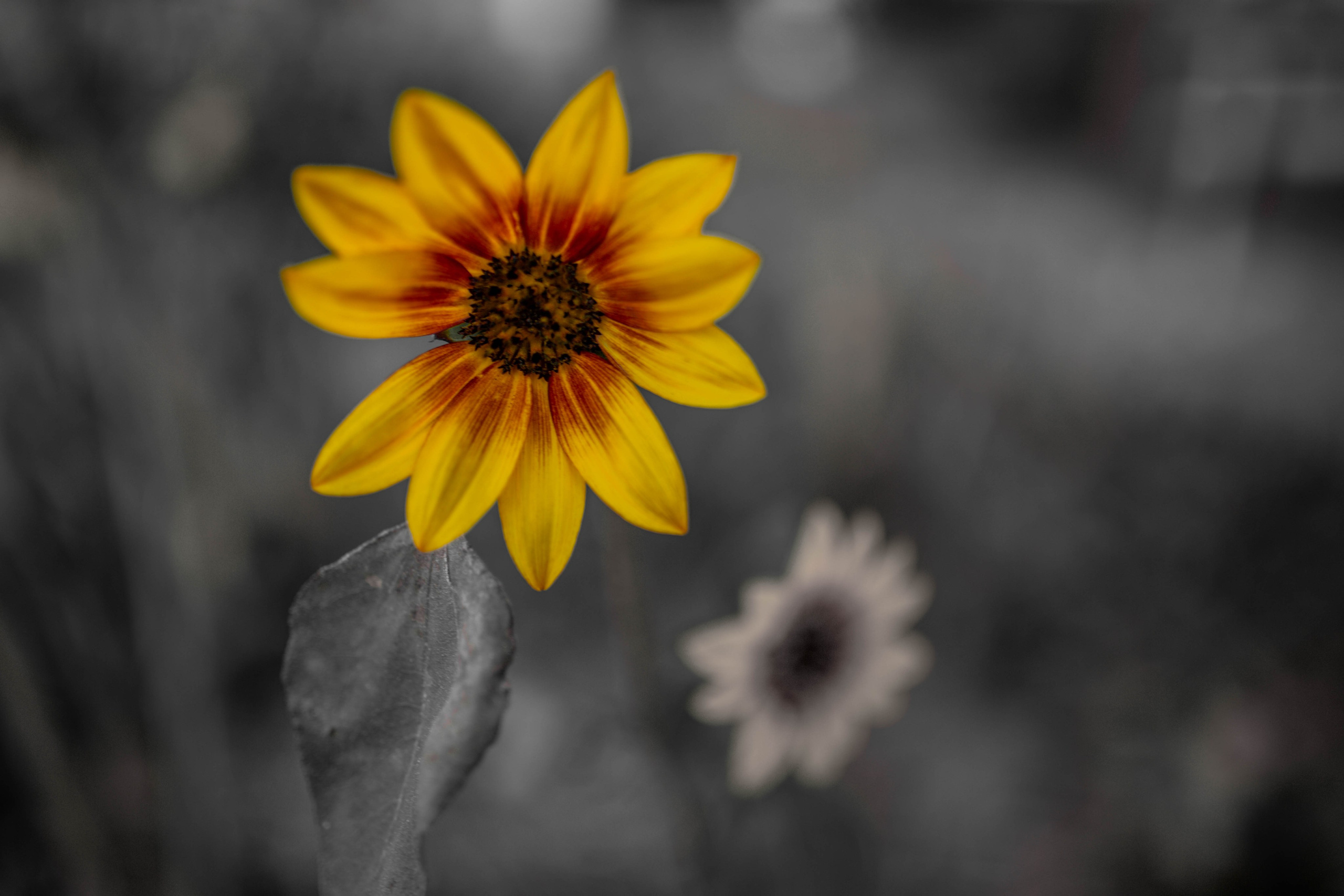 Флора и фауна. Sergey Shapovalov, фотограф, видеограф, графический дизайнер, монтажер