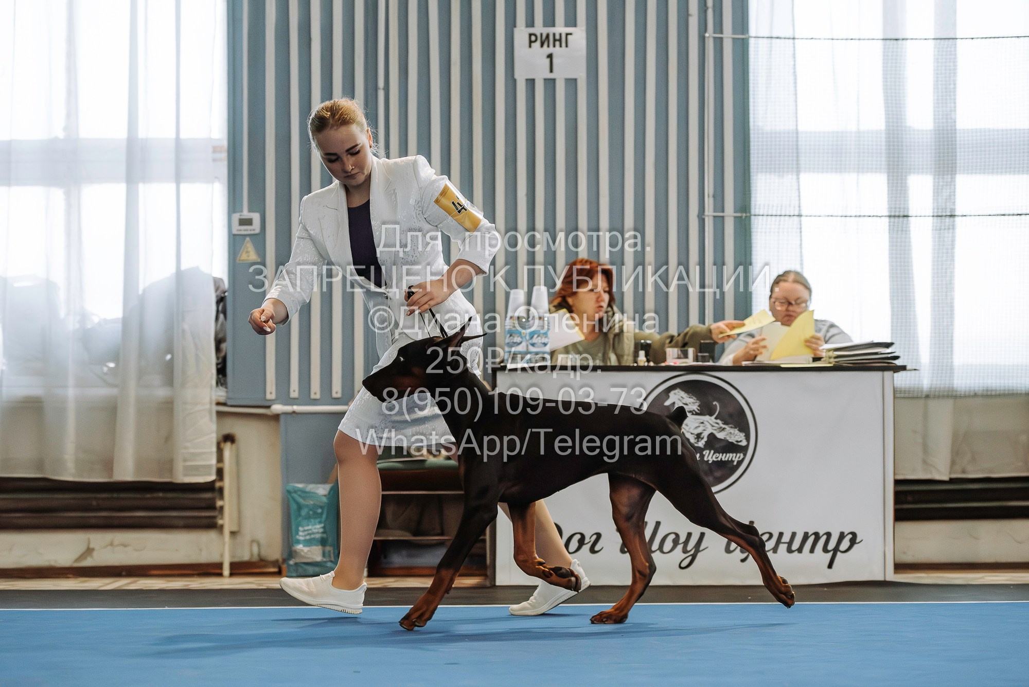 Выставка собак Красноярск 29.10.2023. Фотограф Диана Оленина Красноярск / Братск