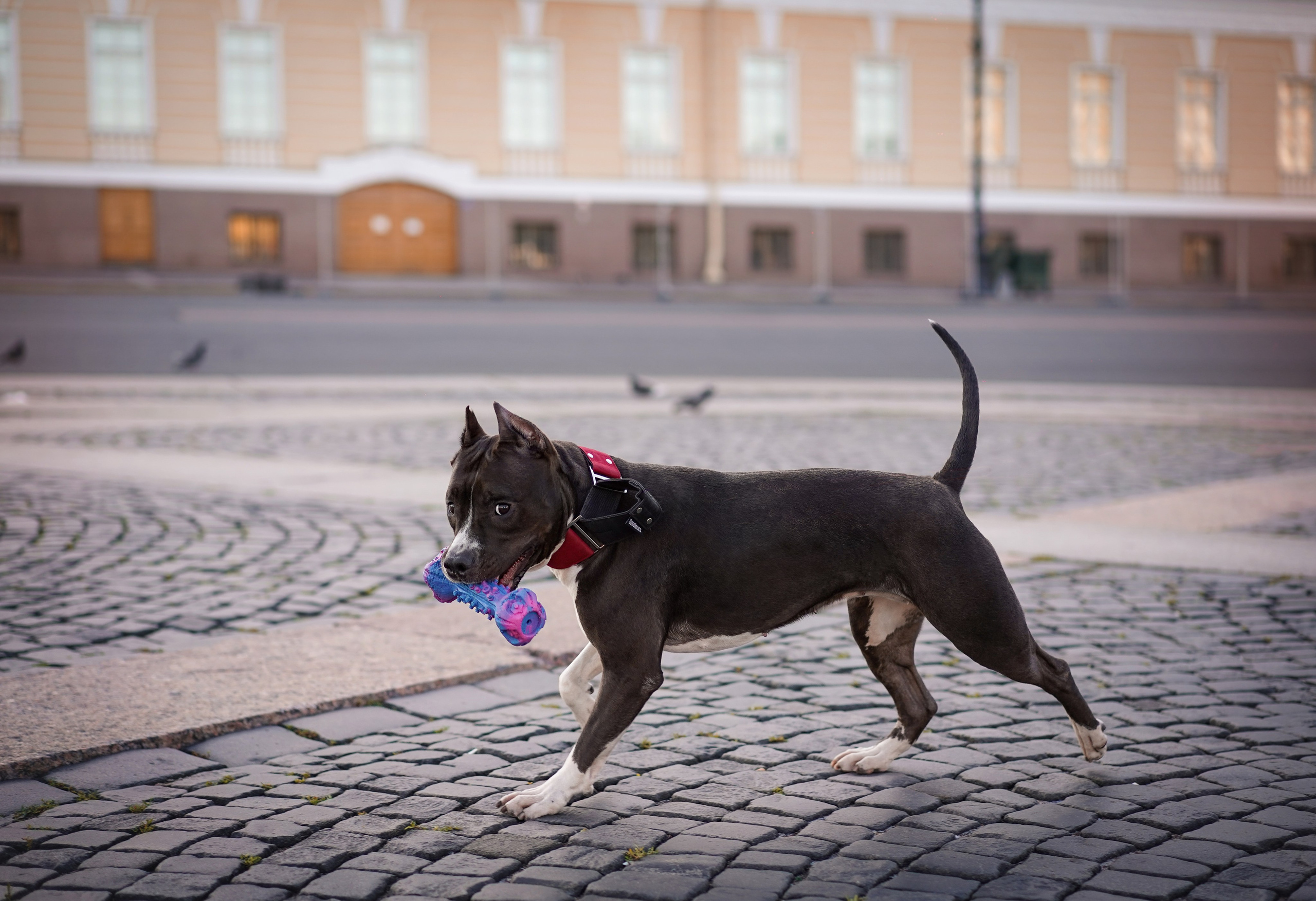 Аня Терентий и Кайли. Фотограф-анималист в Санкт-Петербурге Яна Мартынова