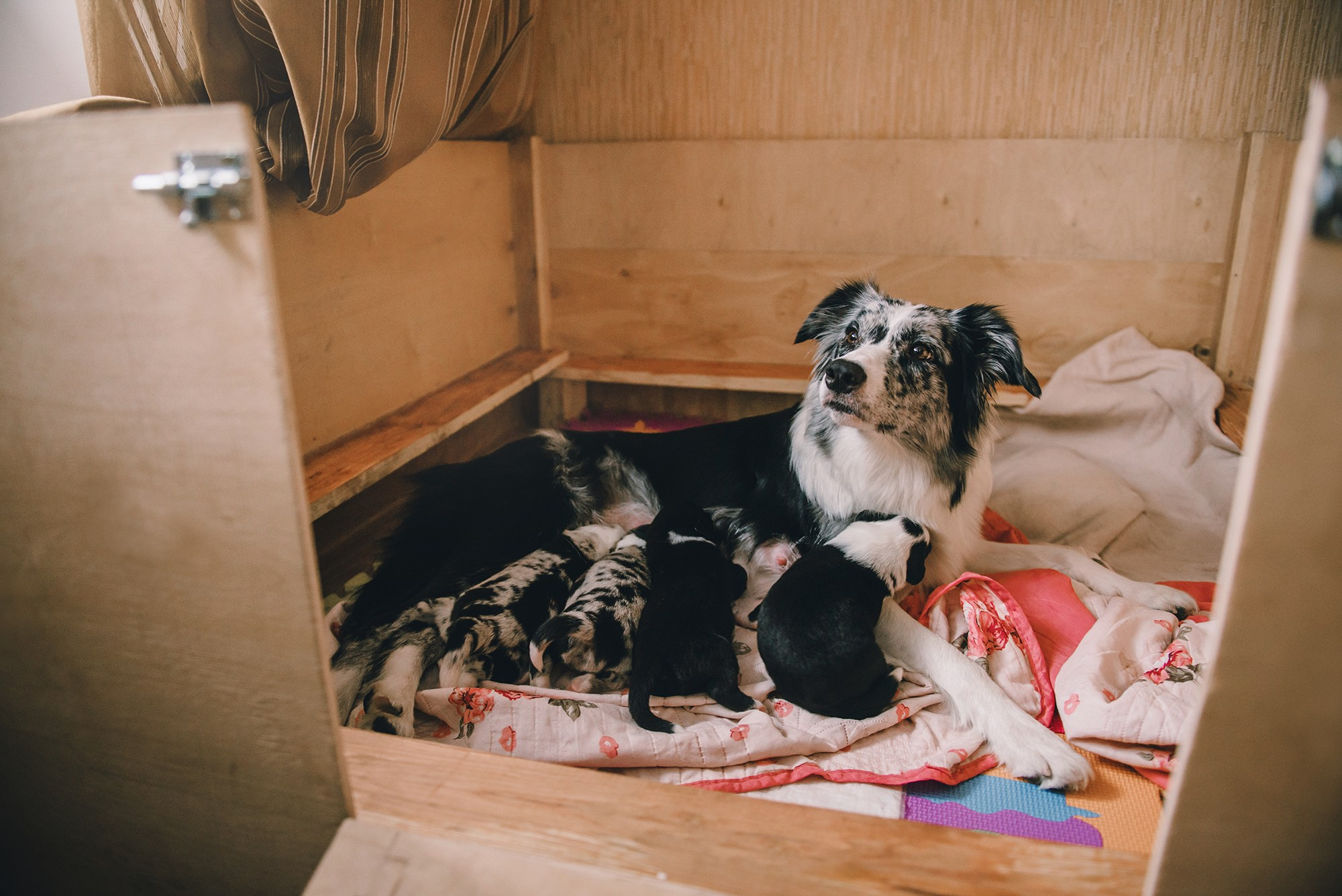 Щенки. Фотограф Анна Тюрина