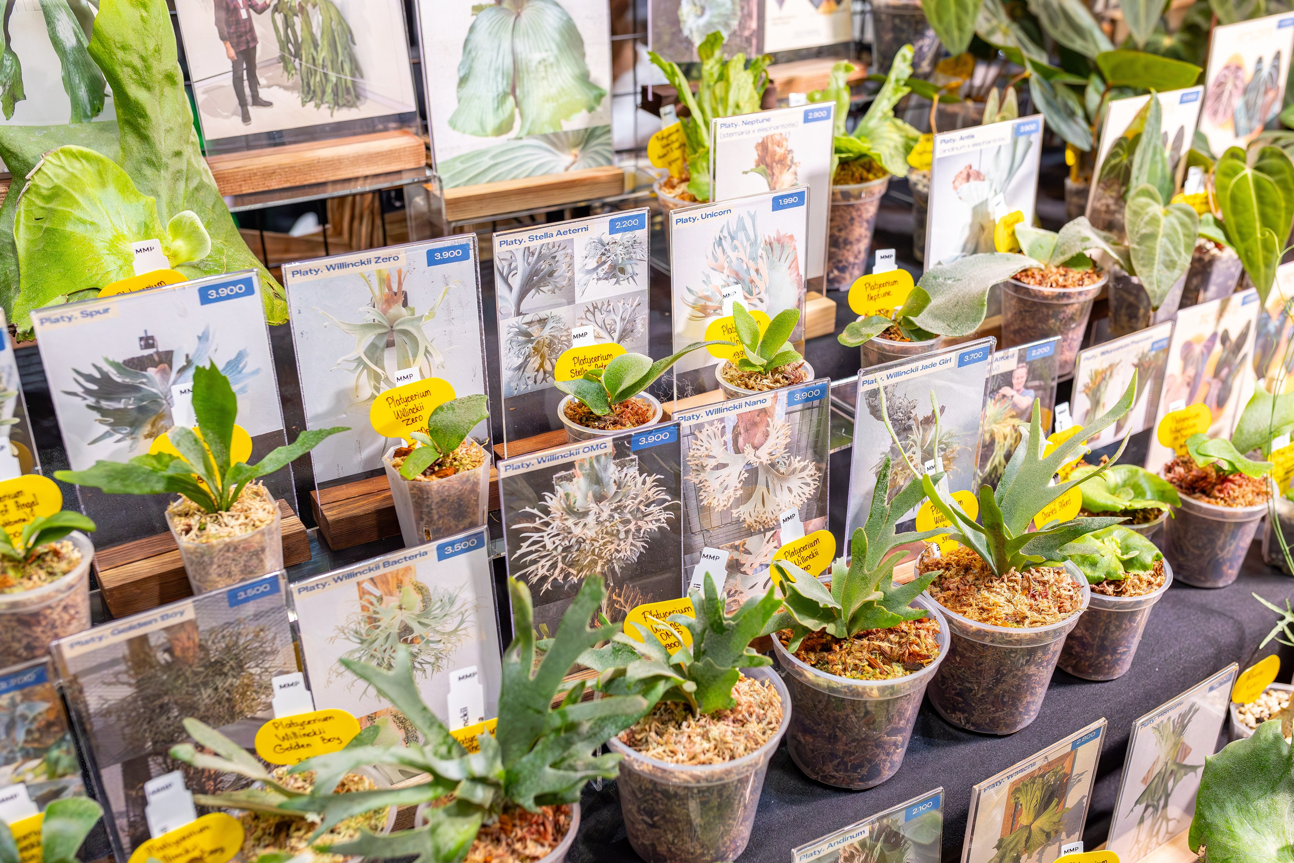 Монстериум апрель 2026. Александра Куликова фотограф, Москва