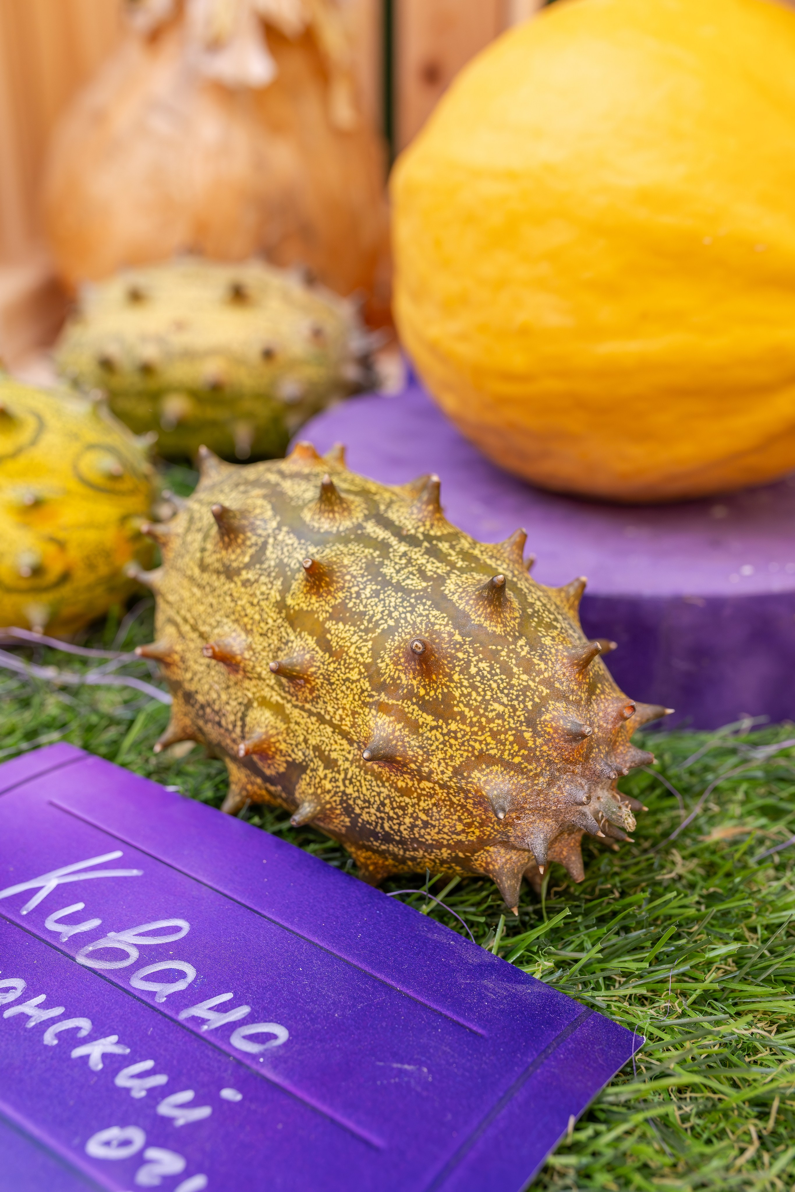 Овощи-гиганты. Александра Куликова фотограф, Москва