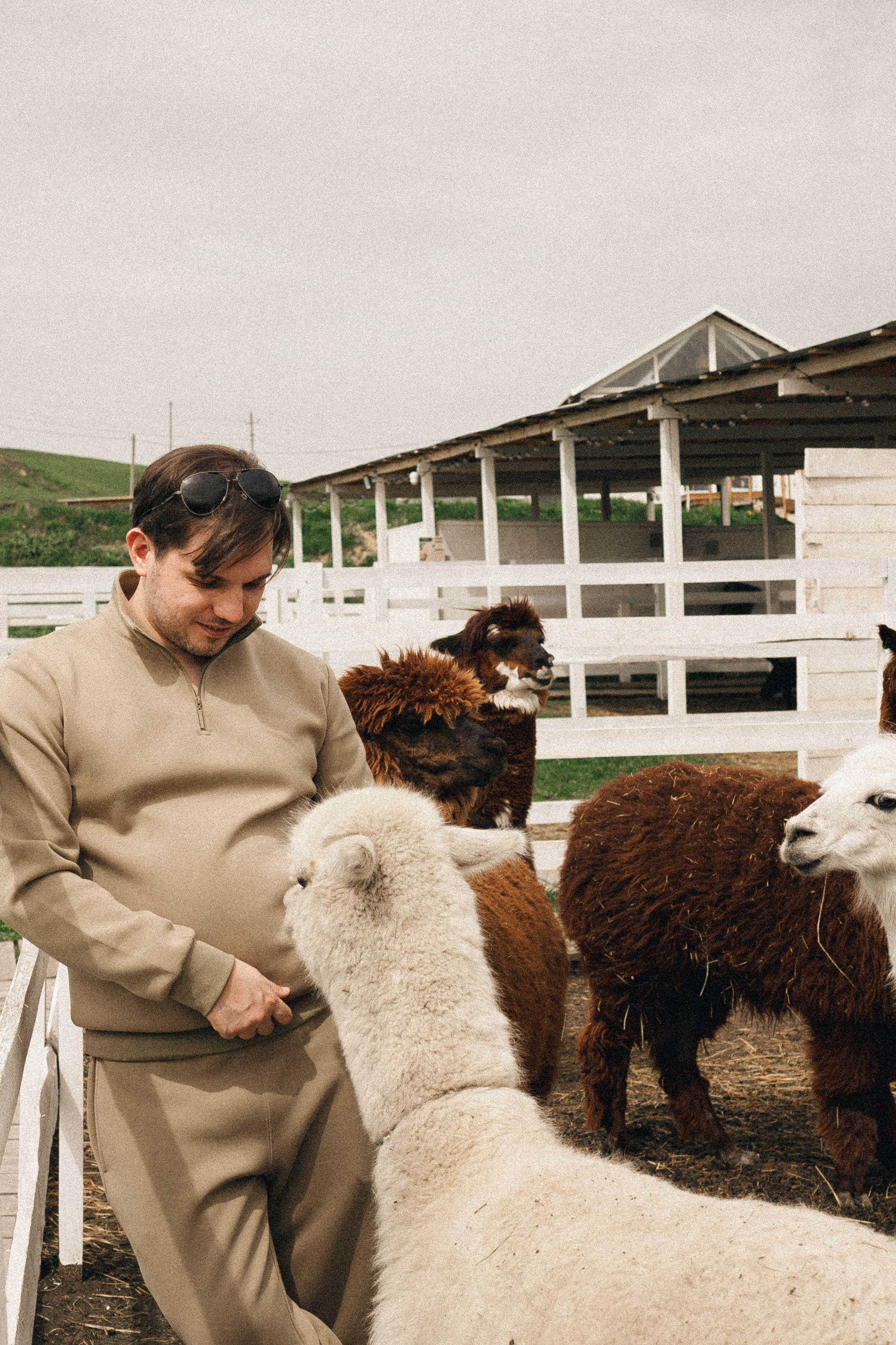 Ферма Альпак. Профессиональный фотограф, Санкт-Петербург — Виктория Богомолова