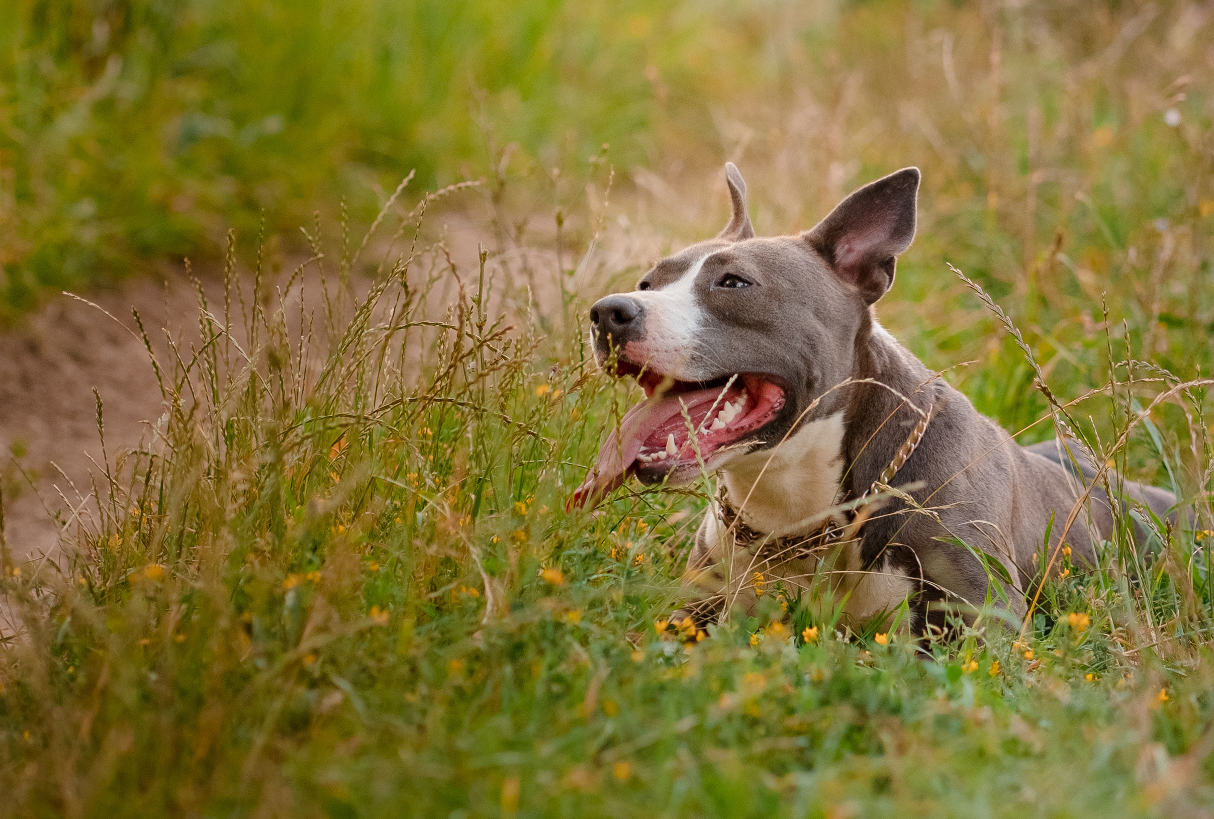 Шакира на прогулке. Семейный и свадебный фотограф в Москве Нина Гусева