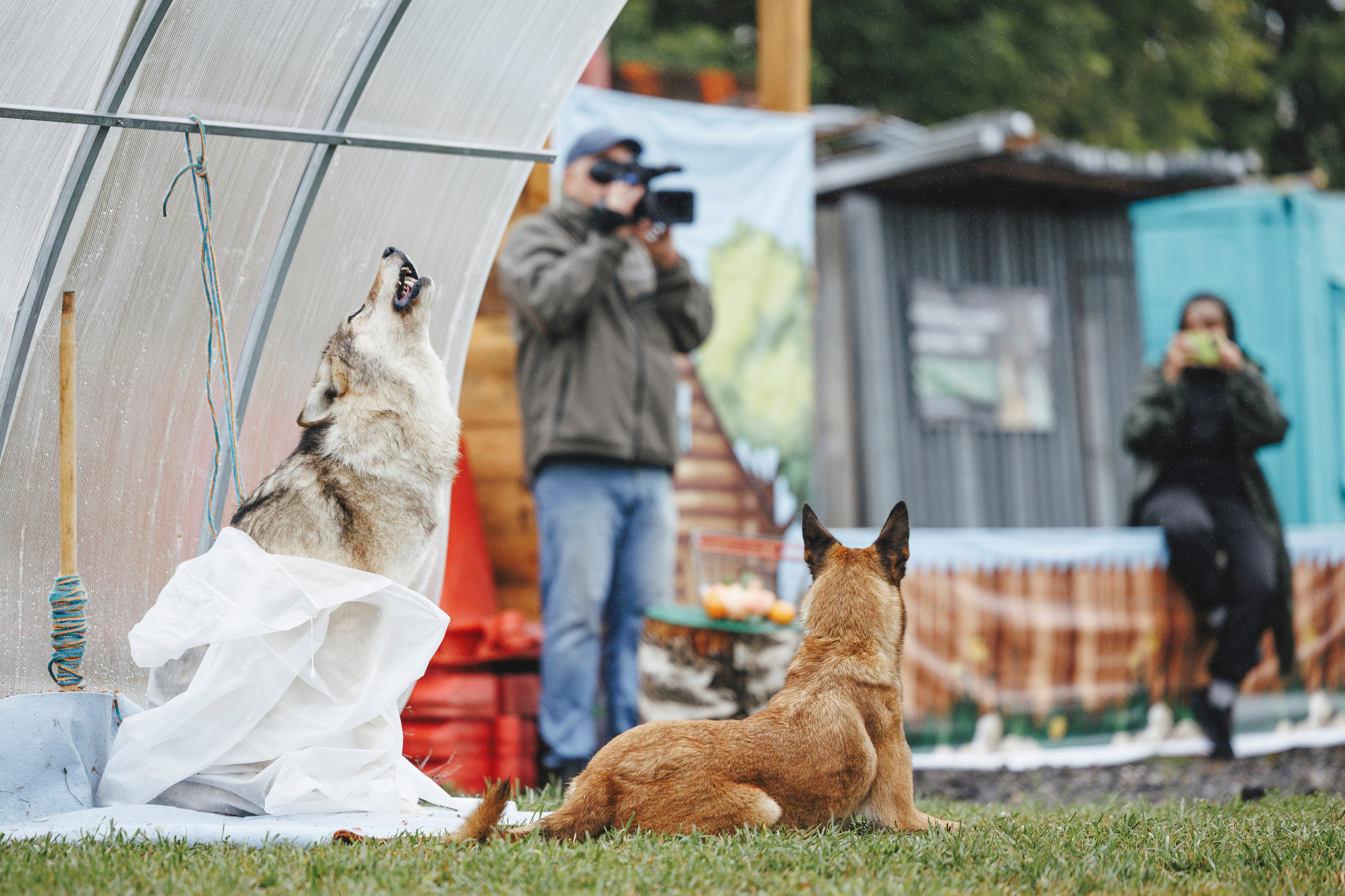 08.08.25-10.08.25 ЧР по мондьорингу г. Вологда. Фотограф-анималист Анна Маринич