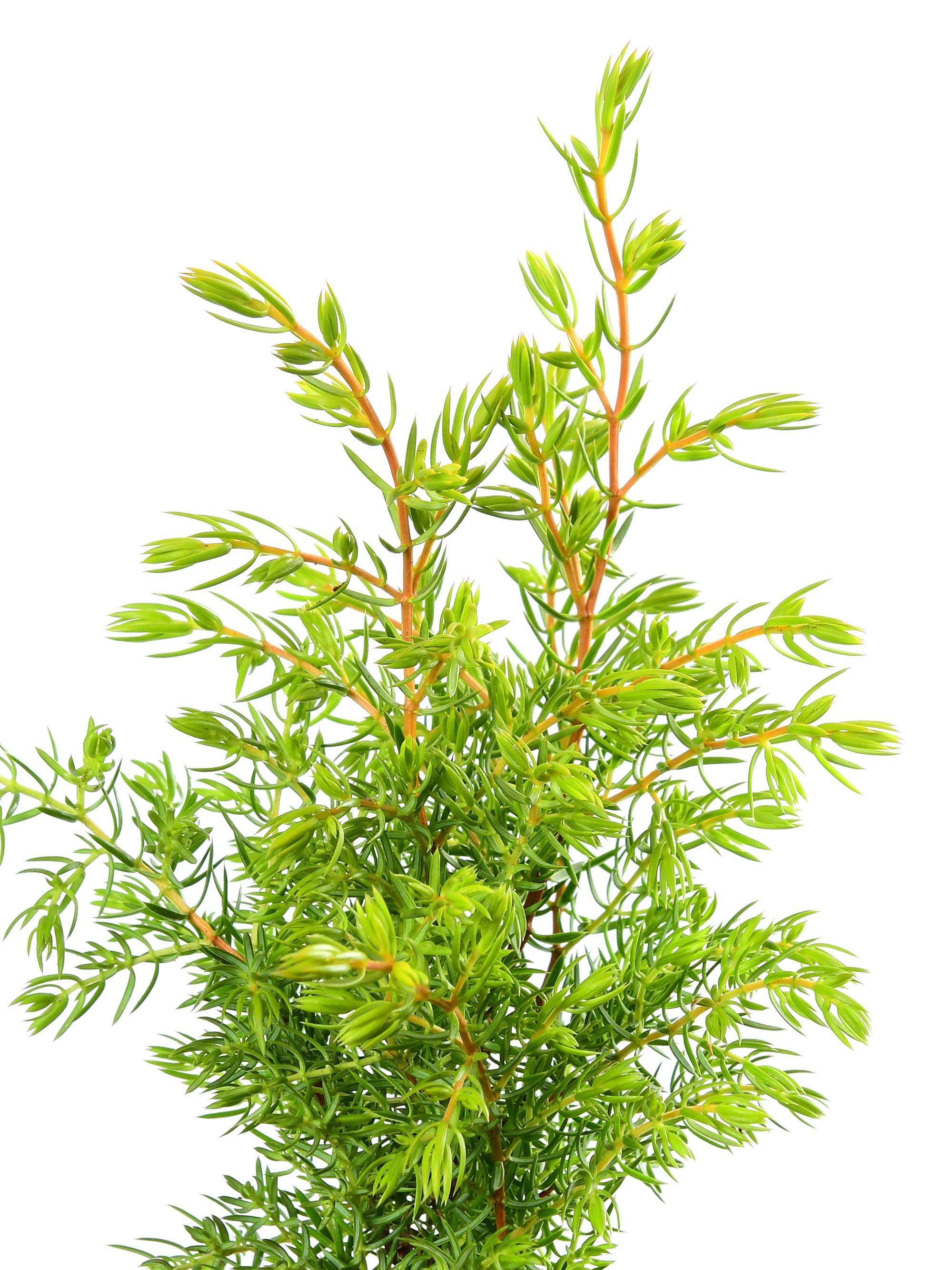 можжевельник на белом фоне