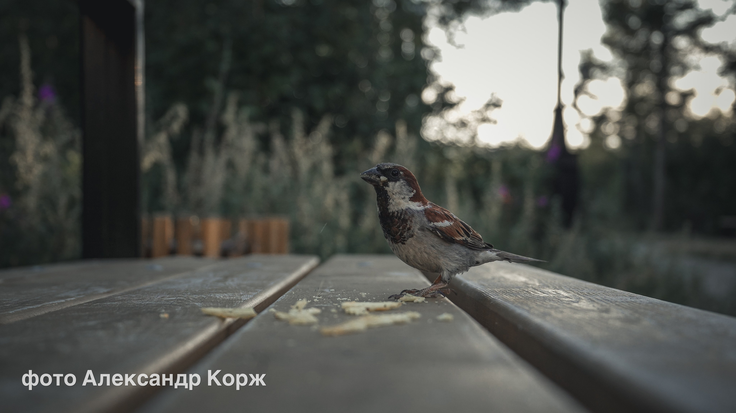 Животные. Фотографии и видеосъемка, Айхал, Удачный, Якутия. Фотографии Айхал