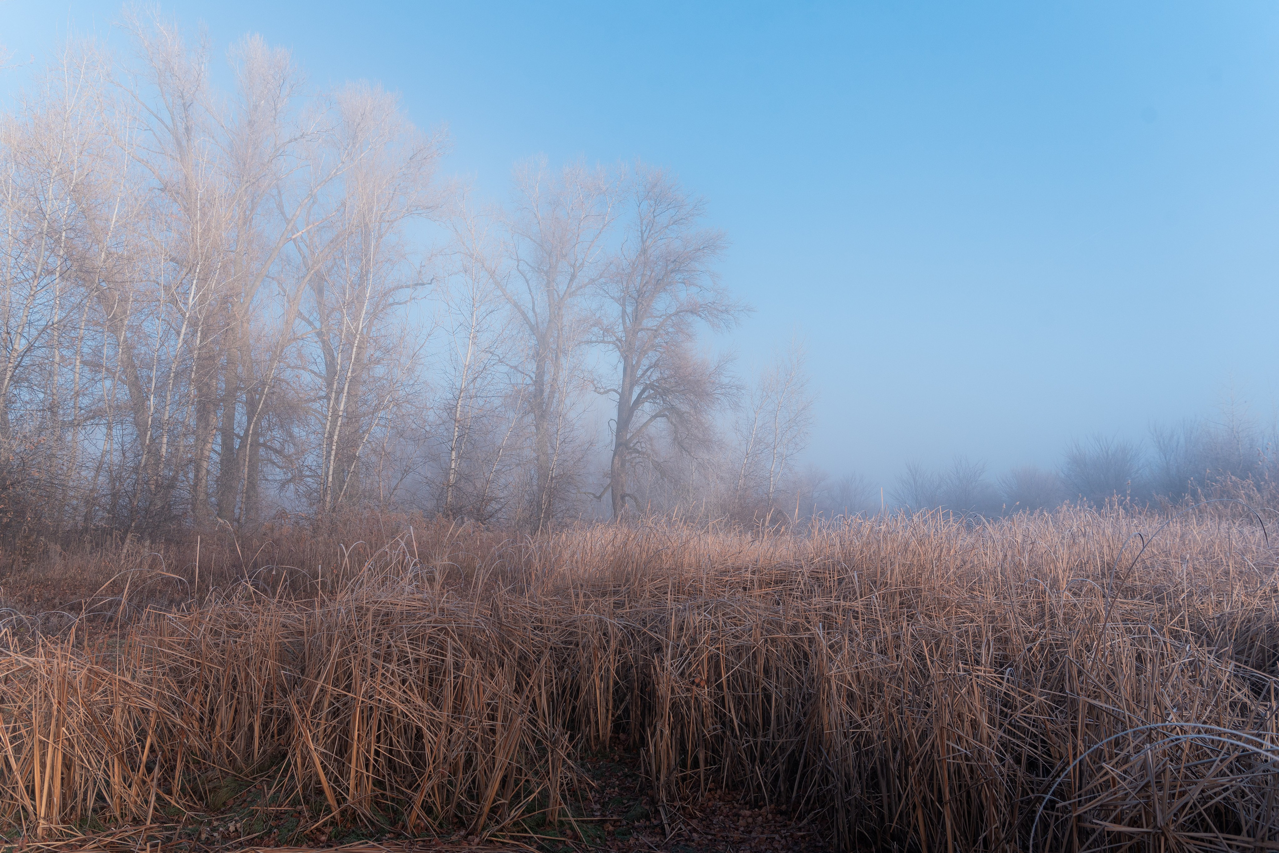 Фотографии утреннего тумана под Волжским. Фотограф в Волгограде и Волжском Александр Горбань
